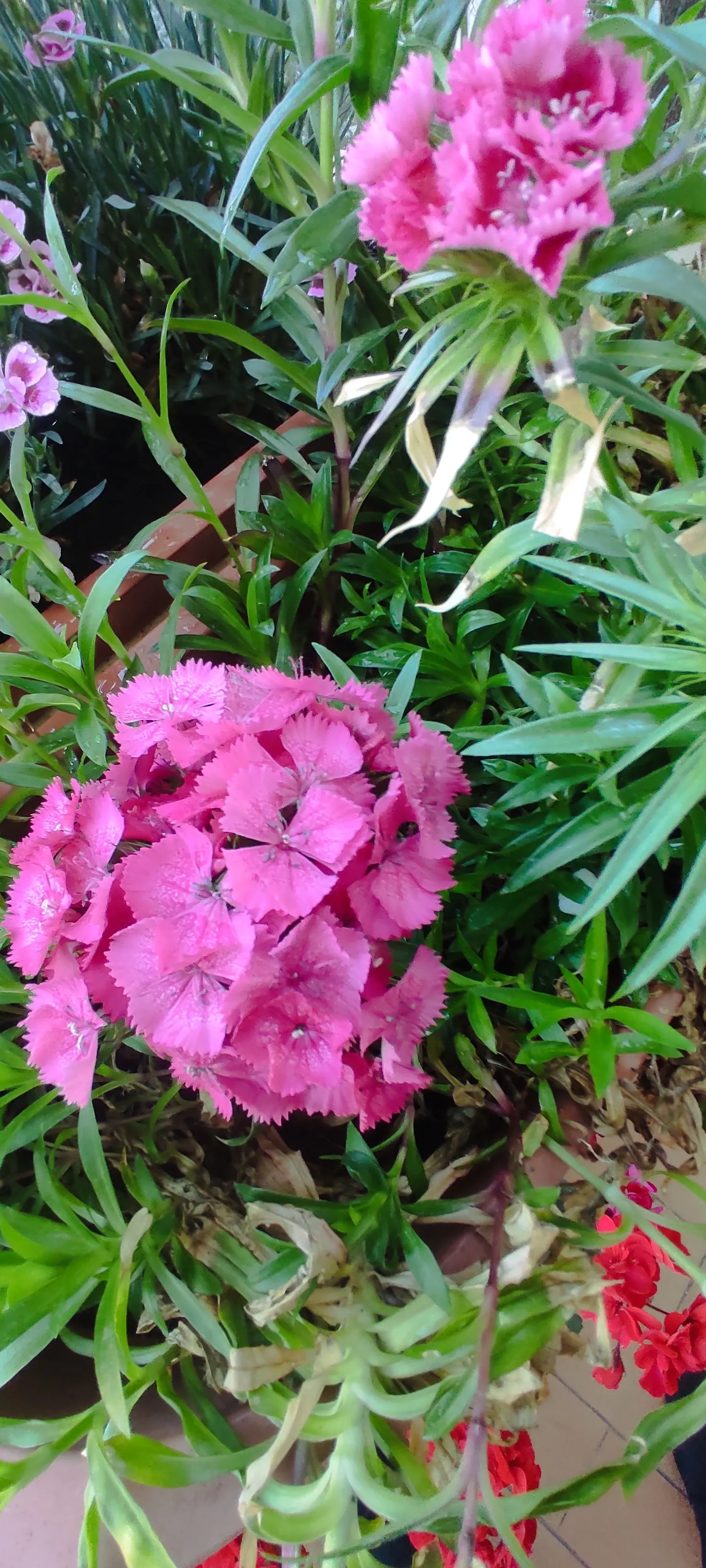 Sweet Williams (Dianthus Barbatus) — Blossoms appear in a spectrum from white to deep red with a height of 0.5-2.5 feet