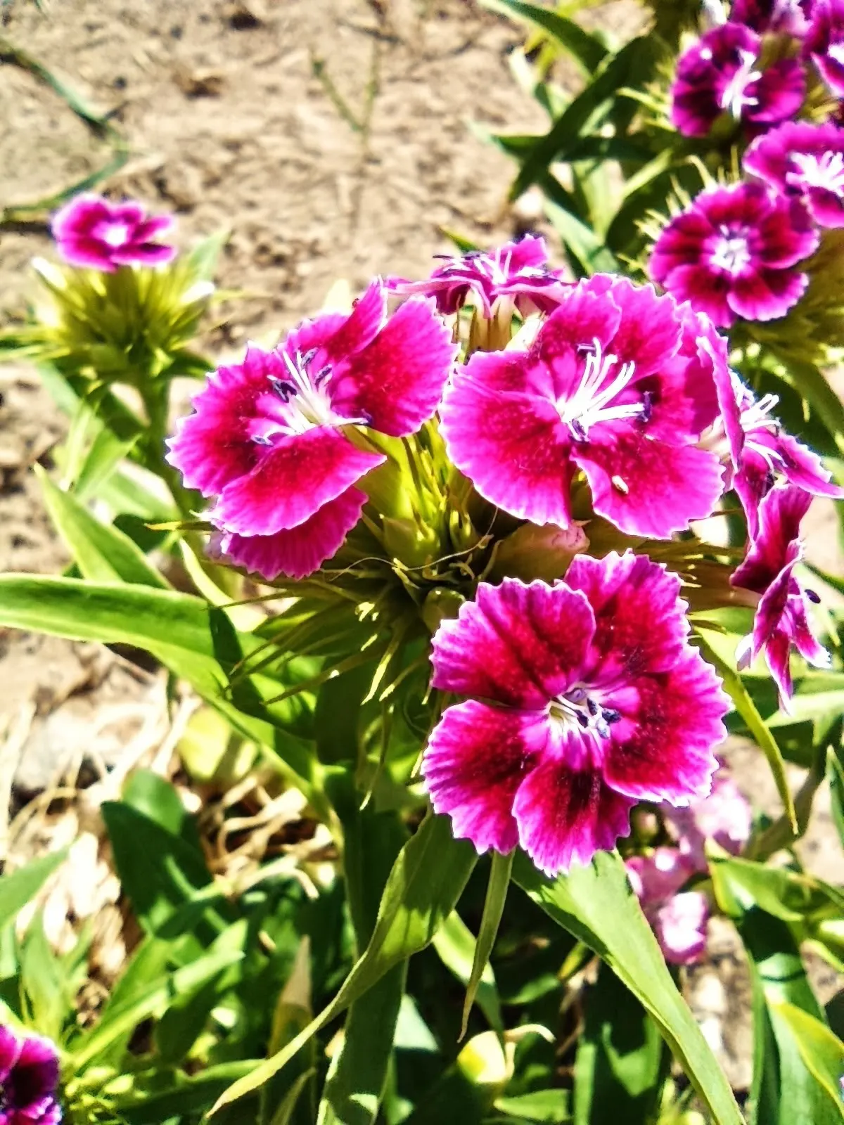 Sweet Williams (Dianthus Barbatus) — The lance-shaped leaves are a bright green; its low-maintenance and long blooming period, image 69