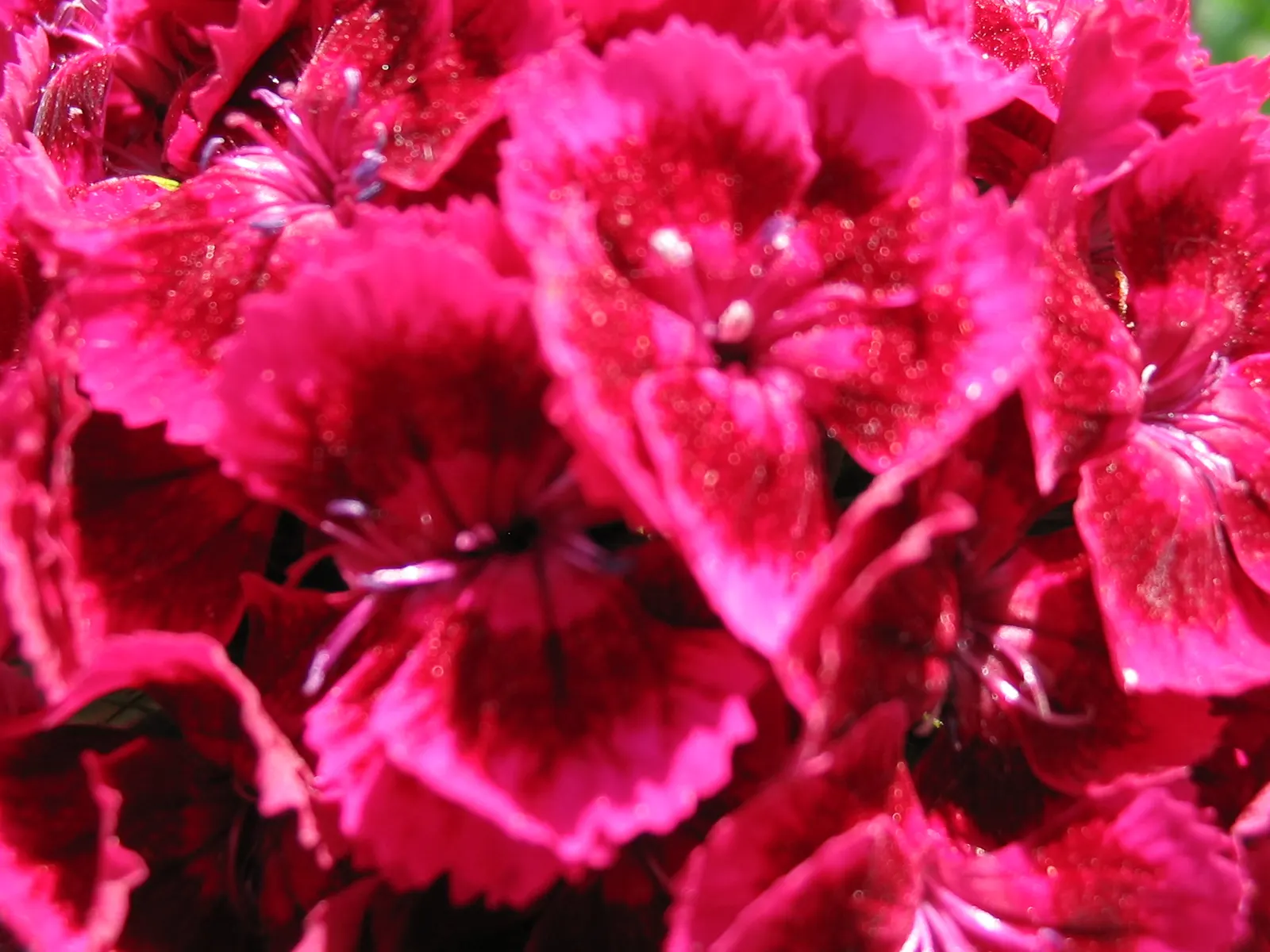 Sweet Williams (Dianthus Barbatus) — especially during dry spells; will keep Sweet William looking its best, image 80