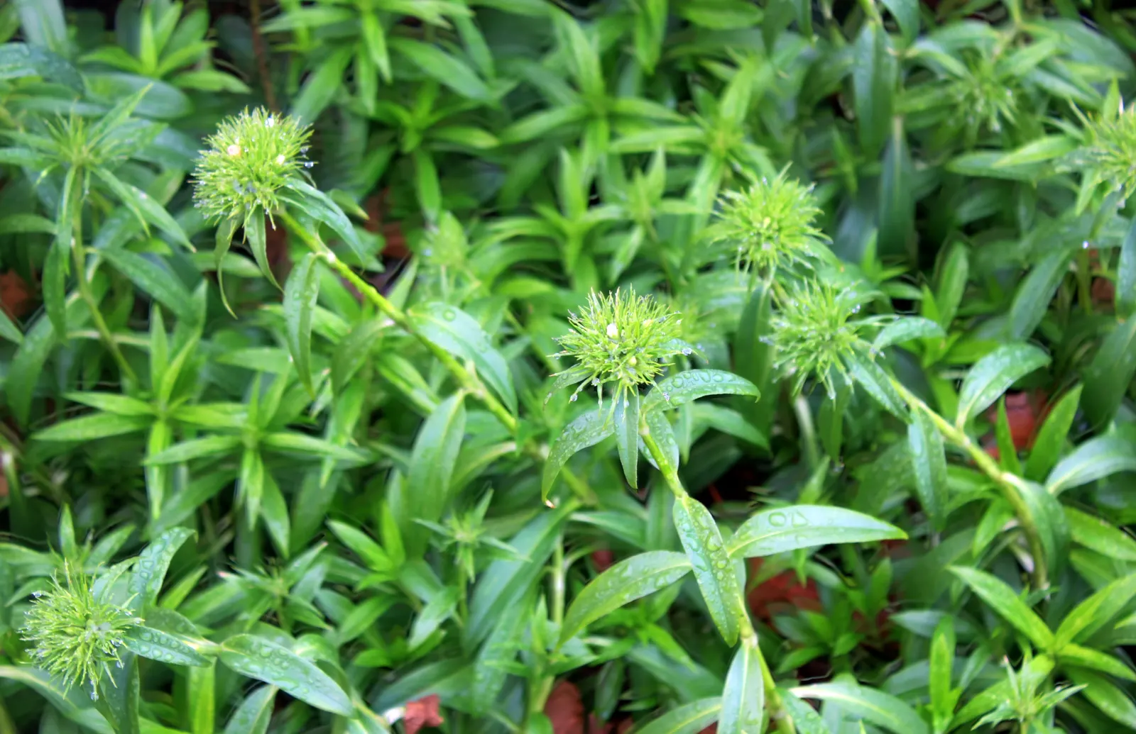 Sweet Williams (Dianthus Barbatus) — and as a cut flower in arrangements