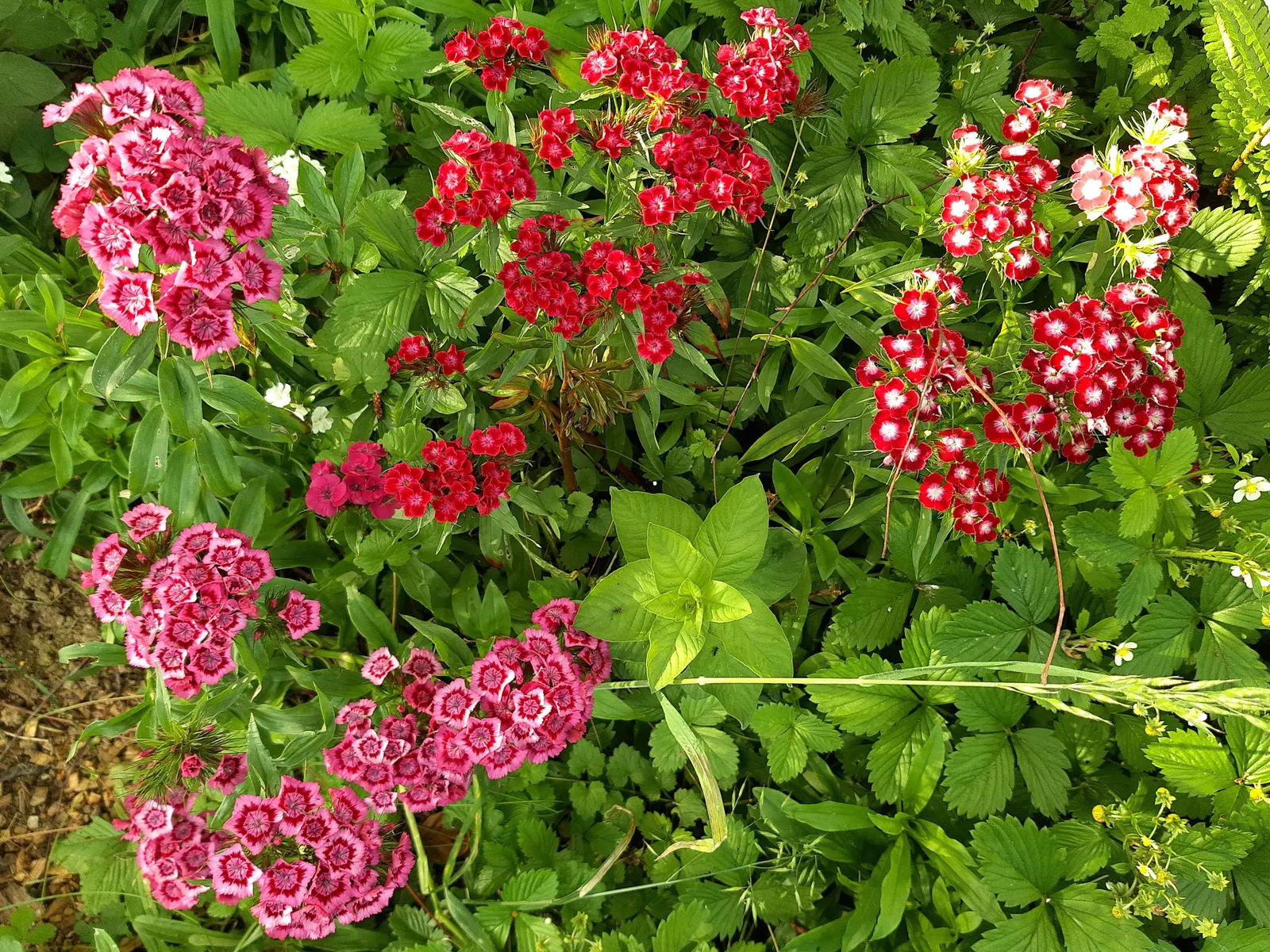 Sweet Williams (Dianthus Barbatus) — and as a charming addition to a cottage garden; they are excellent choices for borders, image 75
