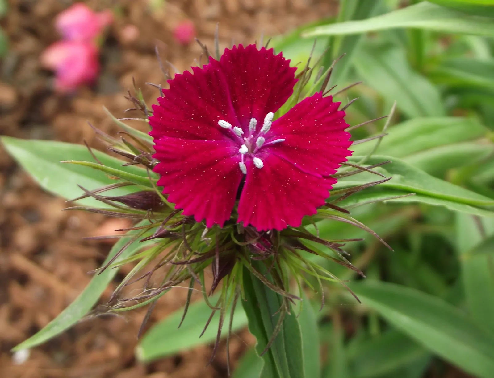 Sweet Williams (Dianthus Barbatus) — which come in an array of colors including red; they are excellent choices for borders, image 71