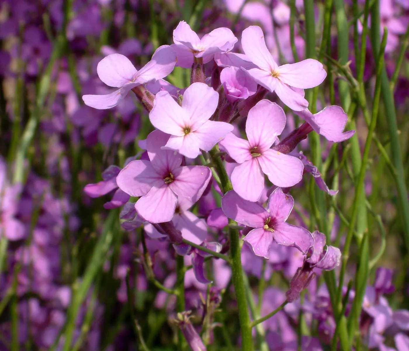 Sweet Williams (Dianthus Barbatus) — or as a part of a mixed perennial bed; it is known for its prolific blooming and ease of care, image 78