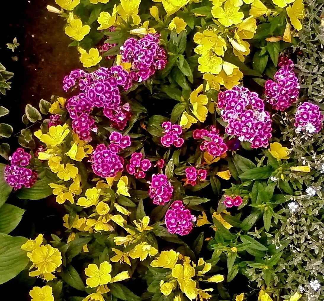 Sweet Williams (Dianthus Barbatus) — Prefers full sun to partial shade and thrives in well-drained soil