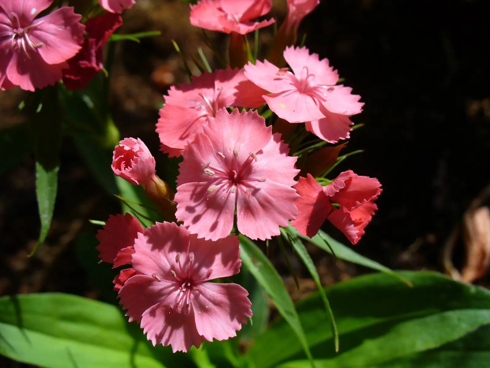 Sweet Williams (Dianthus Barbatus) — Its low-maintenance and long blooming period