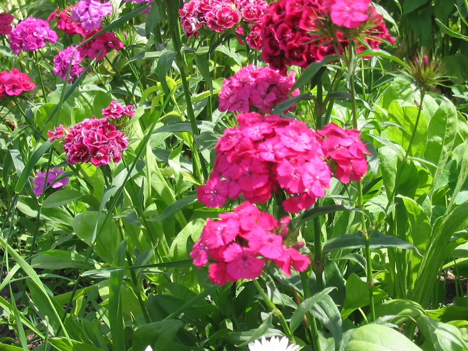 Sweet Williams (Dianthus Barbatus) — make it ideal for borders