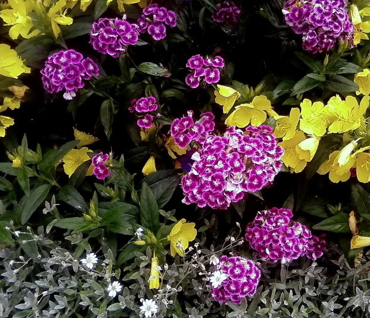 Sweet Williams (Dianthus Barbatus) — it is known for its prolific blooming and ease of care