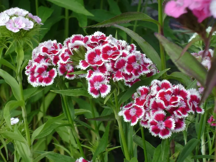 Sweet Williams (Dianthus Barbatus) — spicy fragrance to the landscape
