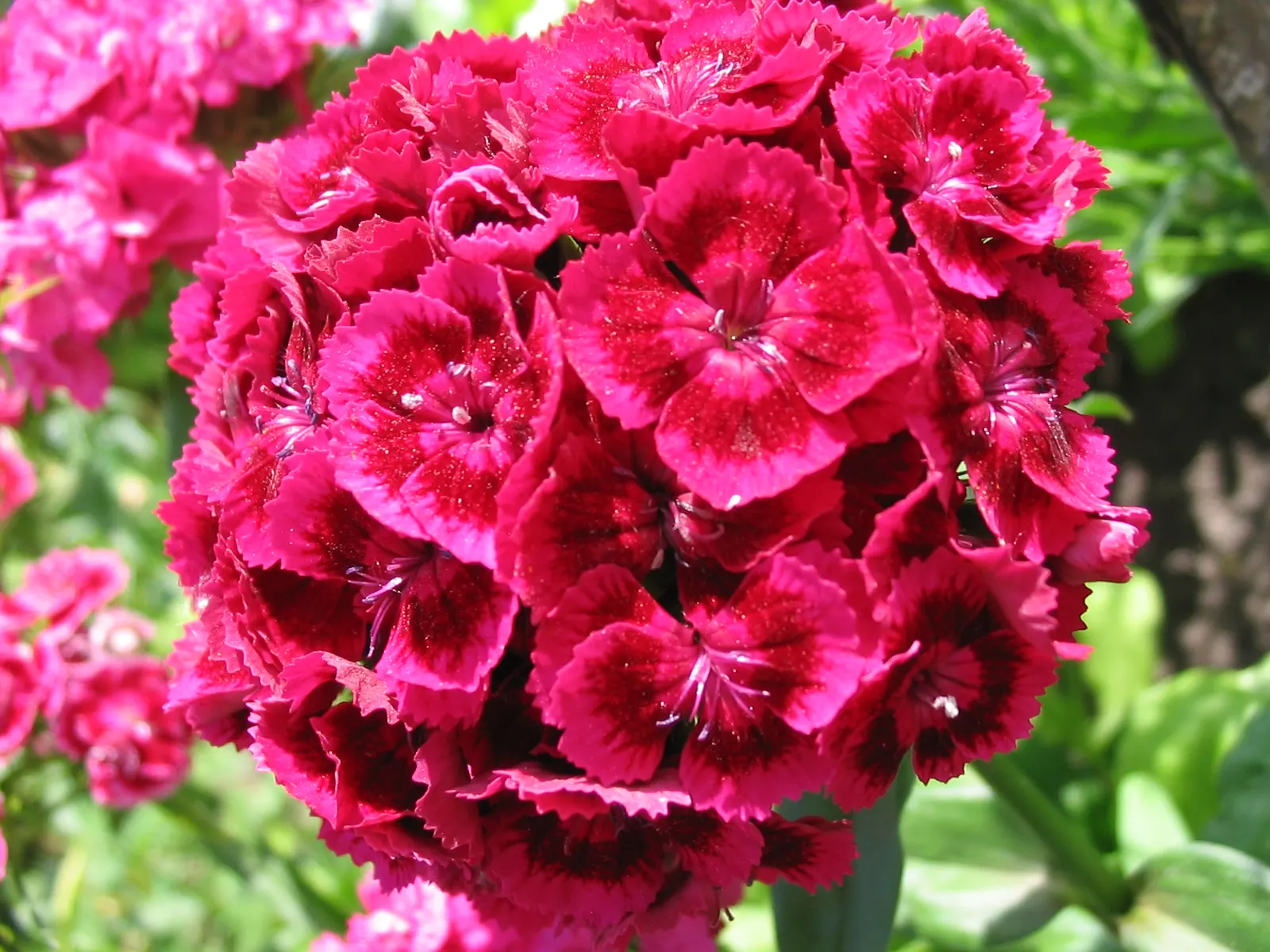 Sweet Williams (Dianthus Barbatus) — The lance-shaped leaves are a bright green