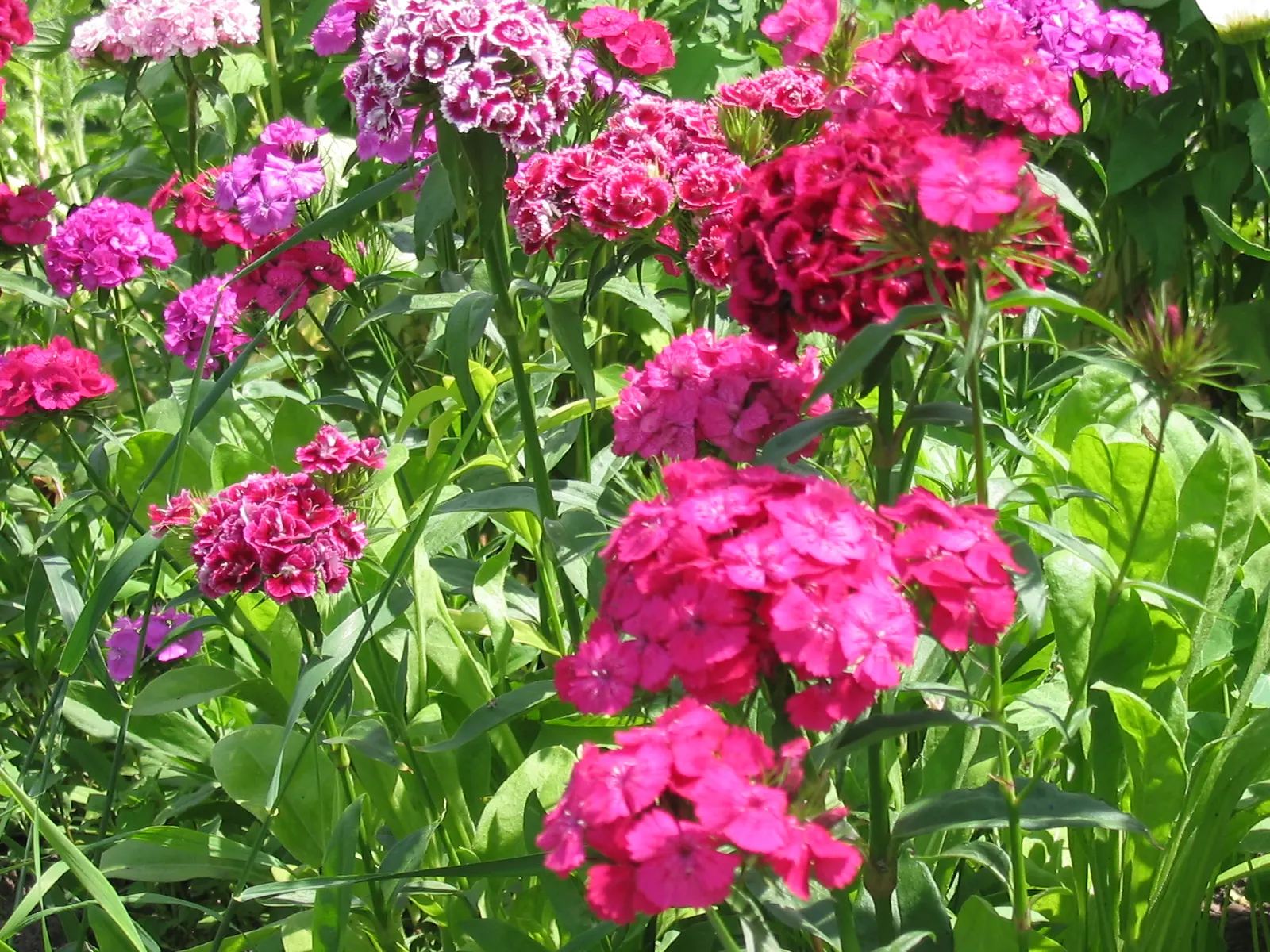 Sweet Williams (Dianthus Barbatus) — from late spring to early summer