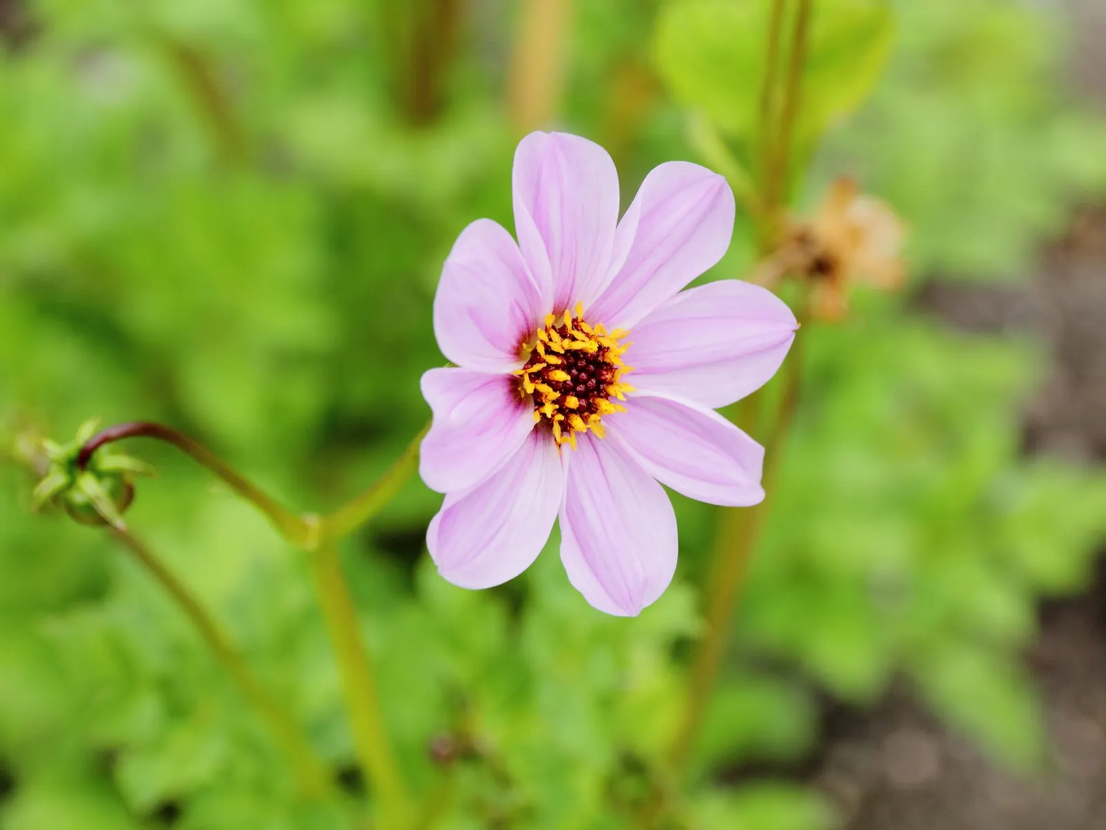 Merck Dahlia (Dahlia Merckii) — Native to the mountainous regions of Mexico