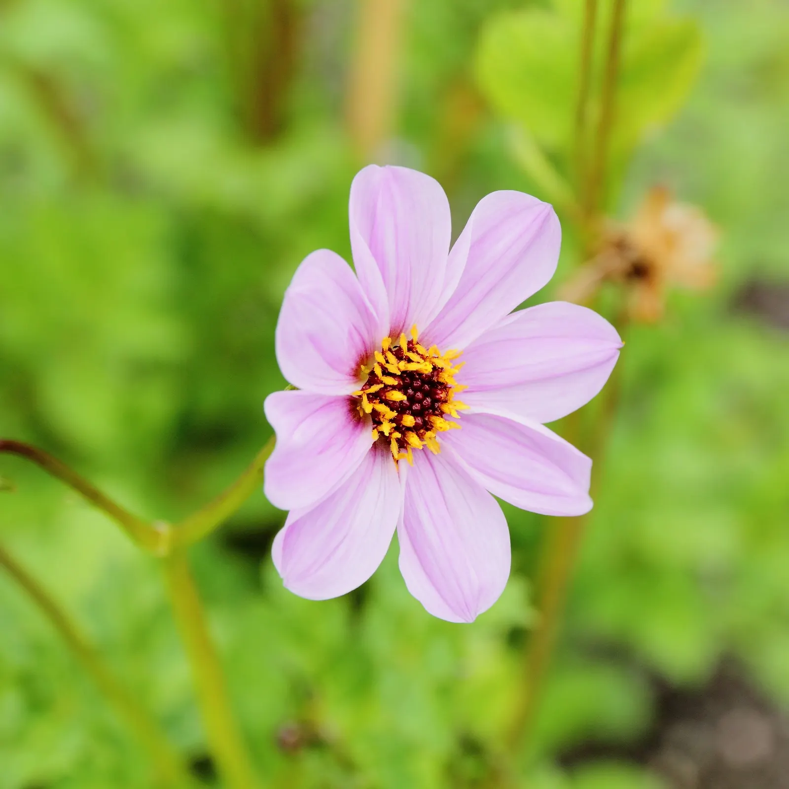 Merck Dahlia (Dahlia Merckii) — This dahlia prefers full sun and well-draining soil