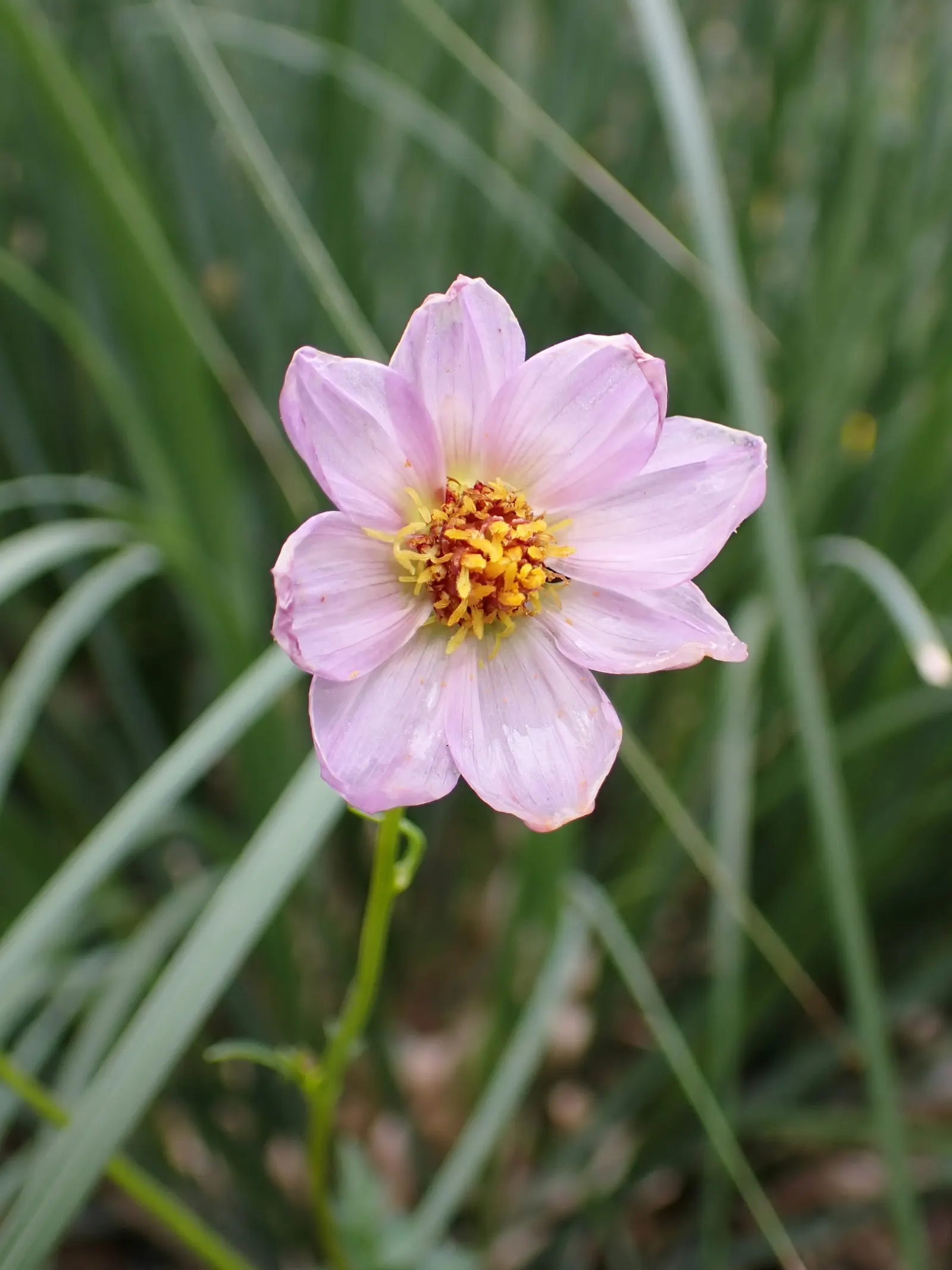 Merck Dahlia (Dahlia Merckii) — adding an air of wild elegance.<br><br>Typically