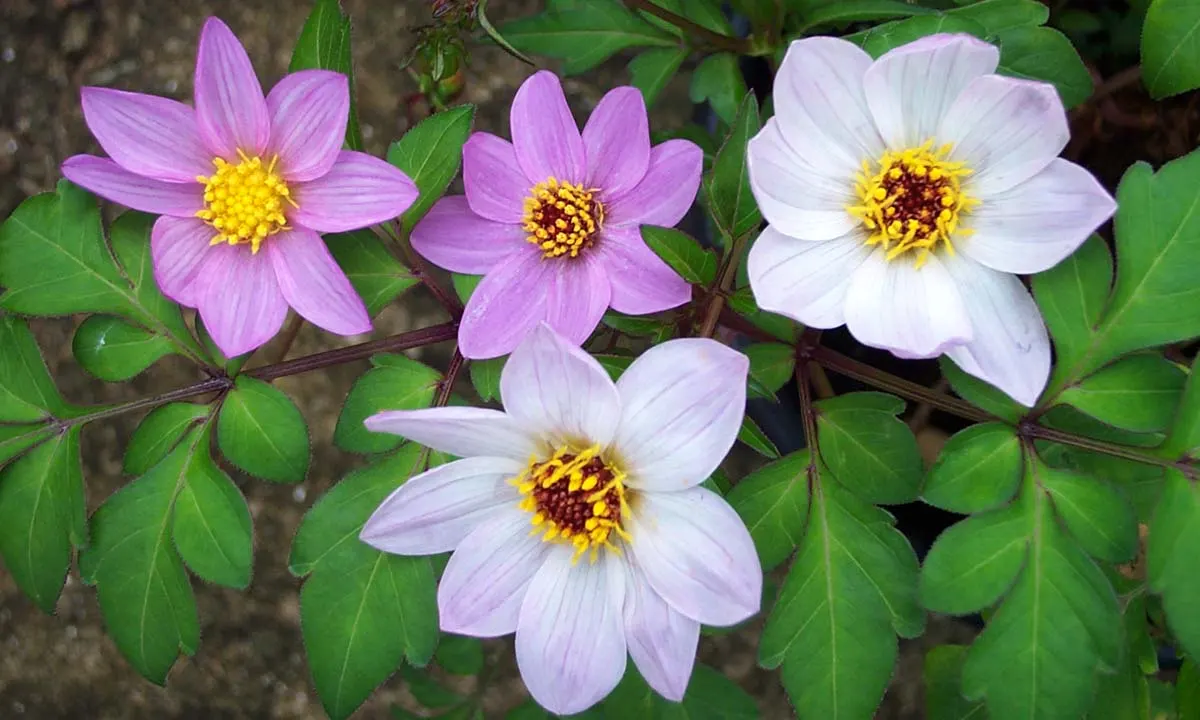 Merck Dahlia (Dahlia Merckii) — is a captivating species valued for its delicate charm and perennial vigor within a garden setting
