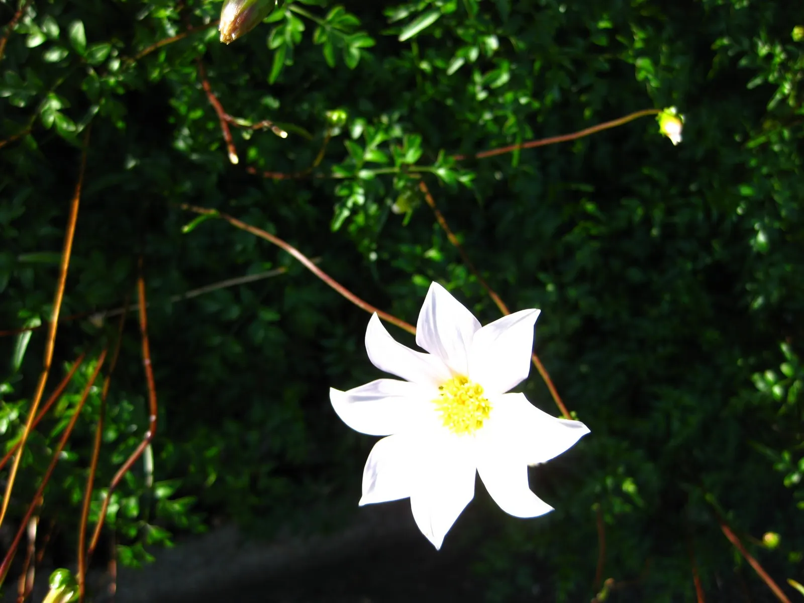 Merck Dahlia (Dahlia Merckii) — Dahlia merckii reaches a height of 3 to 4 feet with a spread of approximately 18 to 24 inches