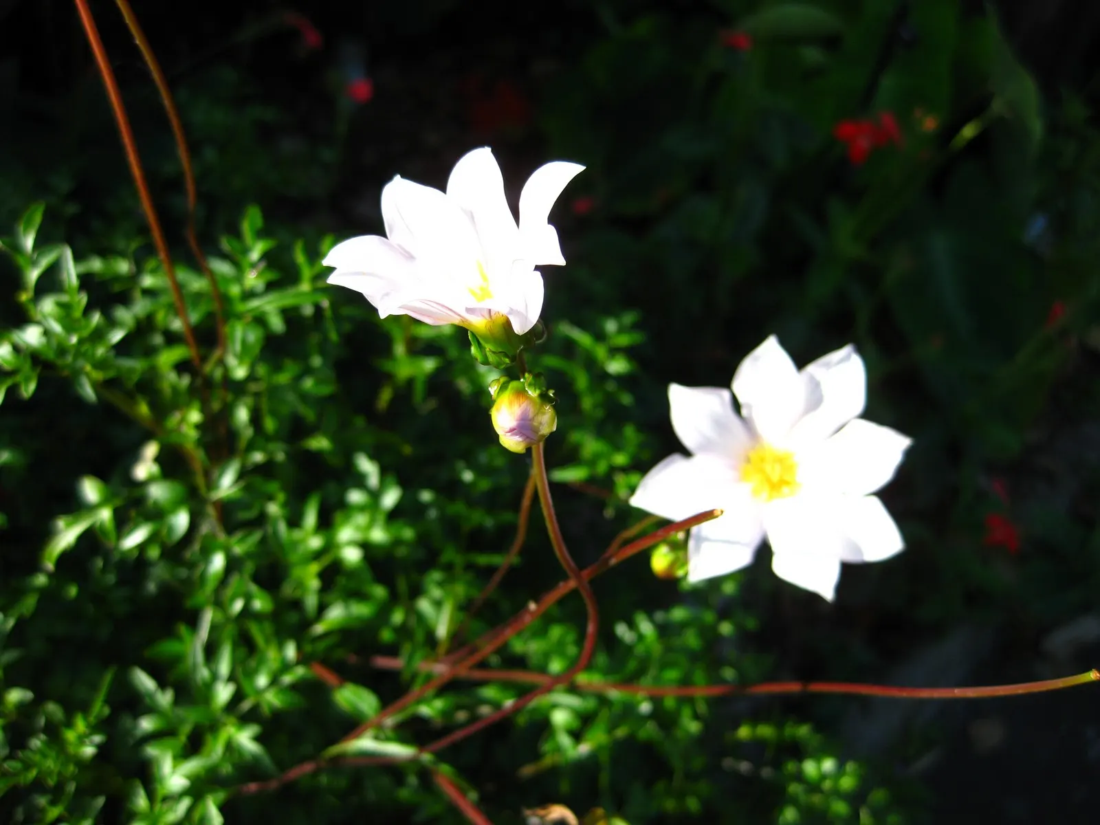 Merck Dahlia (Dahlia Merckii) — lavender-pink blossoms gracing its slender stems