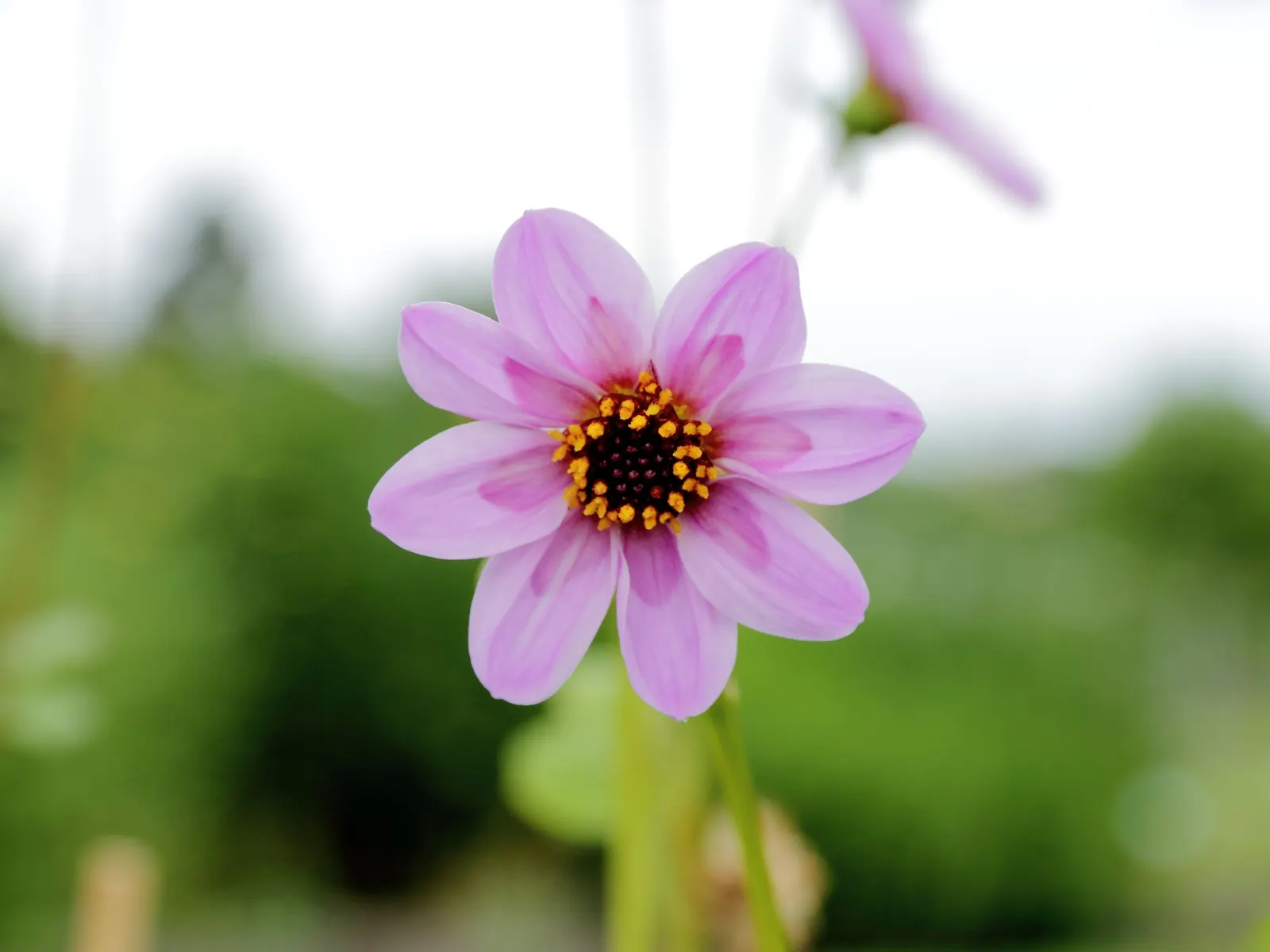 Merck Dahlia (Dahlia Merckii) — it attracts pollinators while bringing a splash of soft color to any garden design