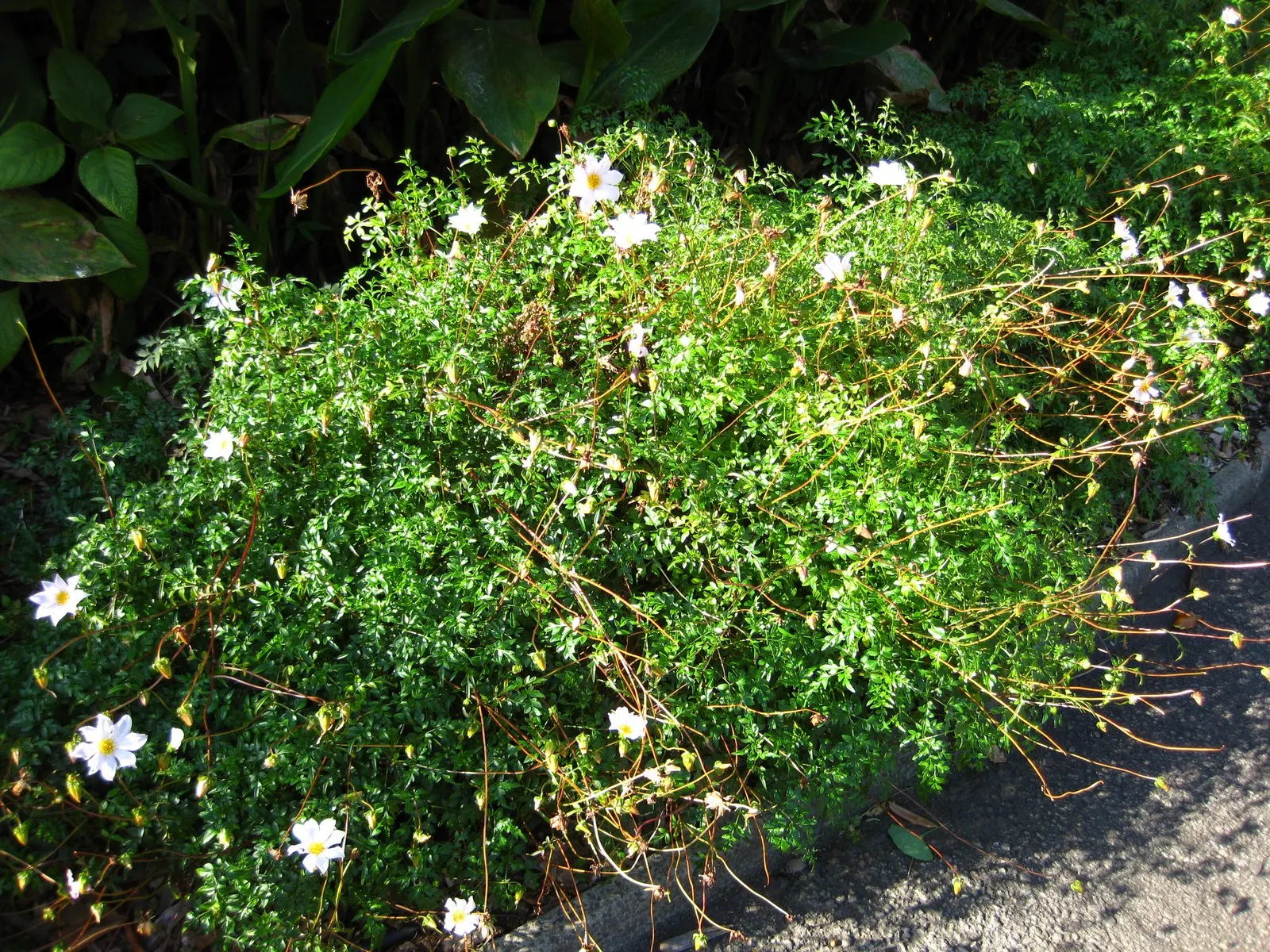 Merck Dahlia (Dahlia Merckii) — each flower spanning nearly 2 inches across