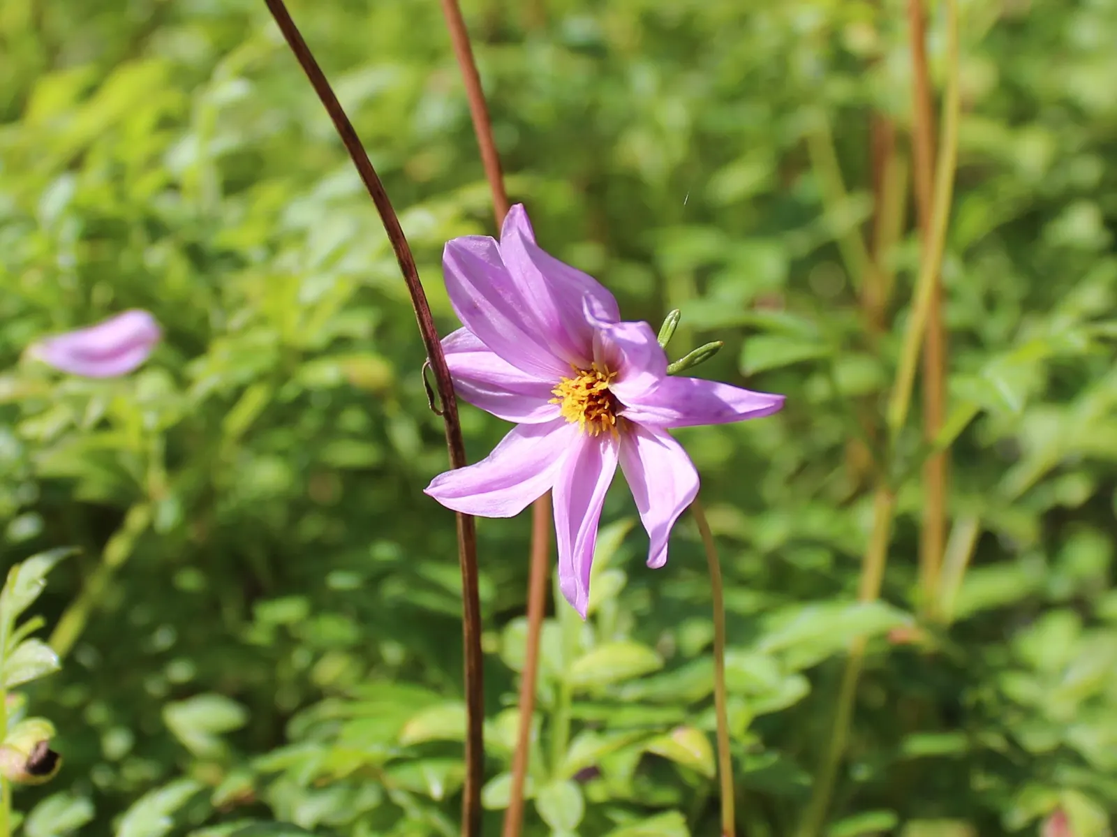 Merck Dahlia (Dahlia Merckii) — this particular dahlia offers a less formal appearance compared to its hybridized cousins