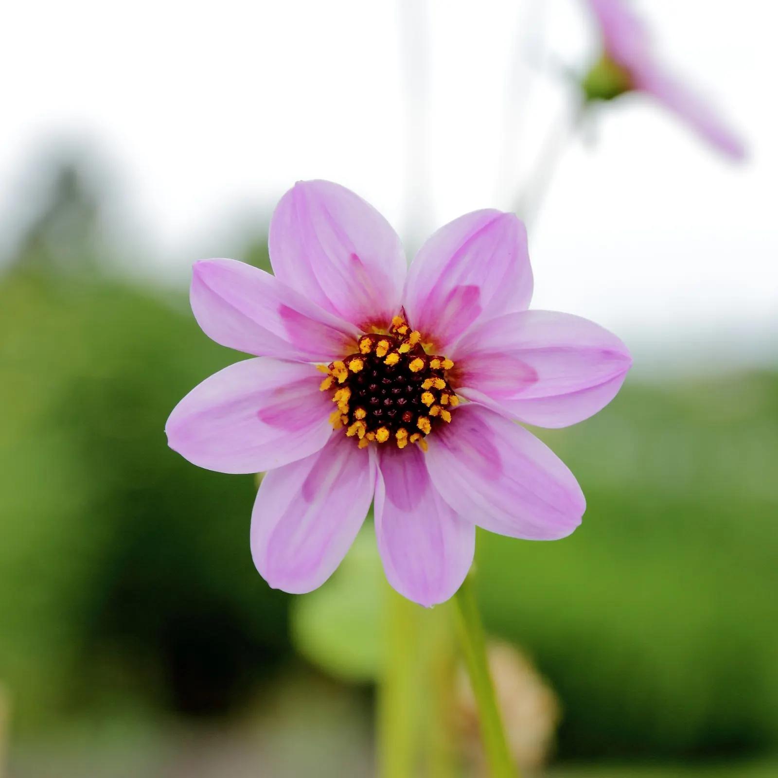 Merck Dahlia (Dahlia Merckii) — This herbaceous plant showcases a profusion of single