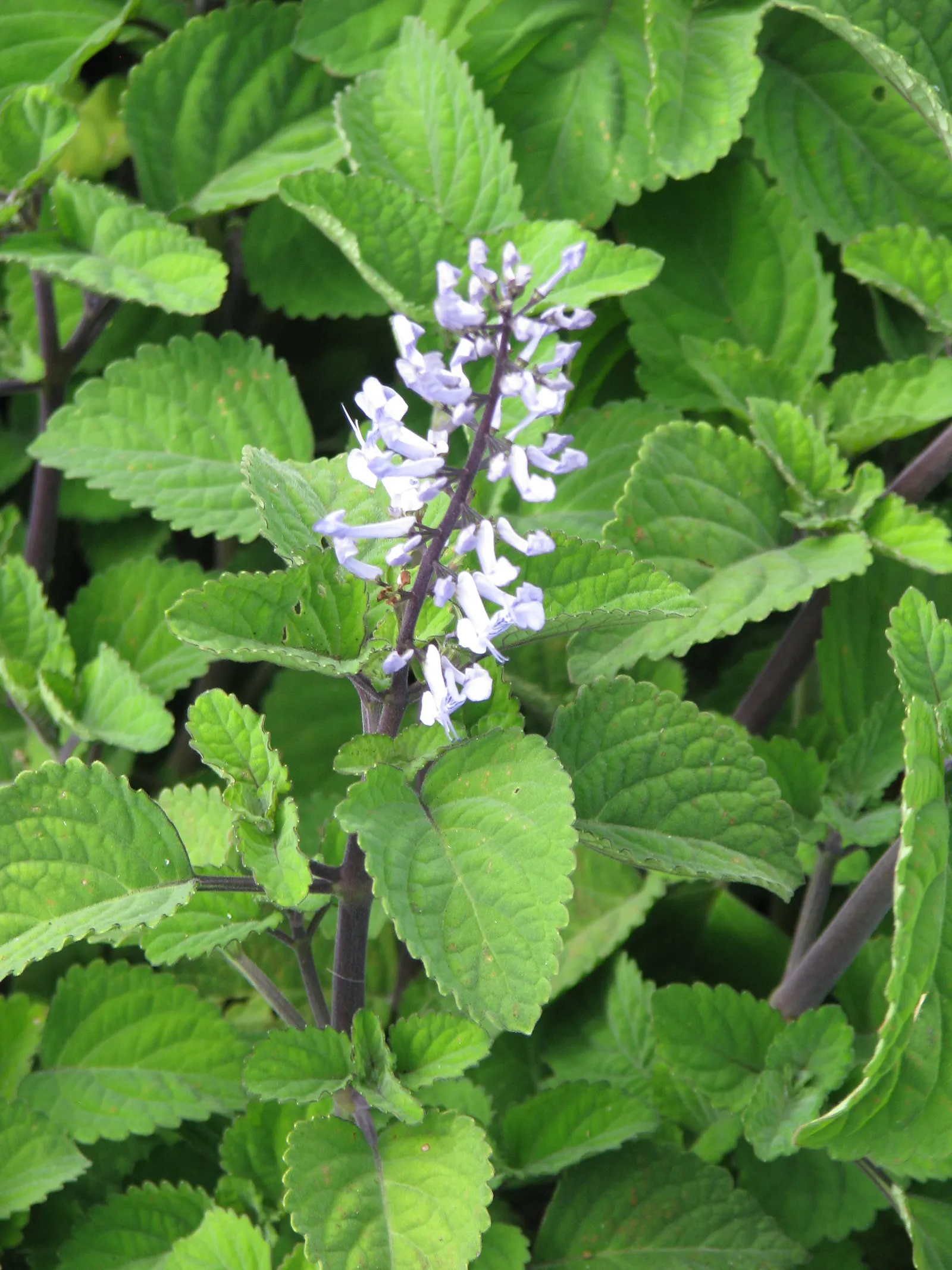 Zulu Spurflower (Plectranthus Zuluensis) — The Zulu Spurflower (Plectranthus zuluensis) is an attractive shade-loving perennial