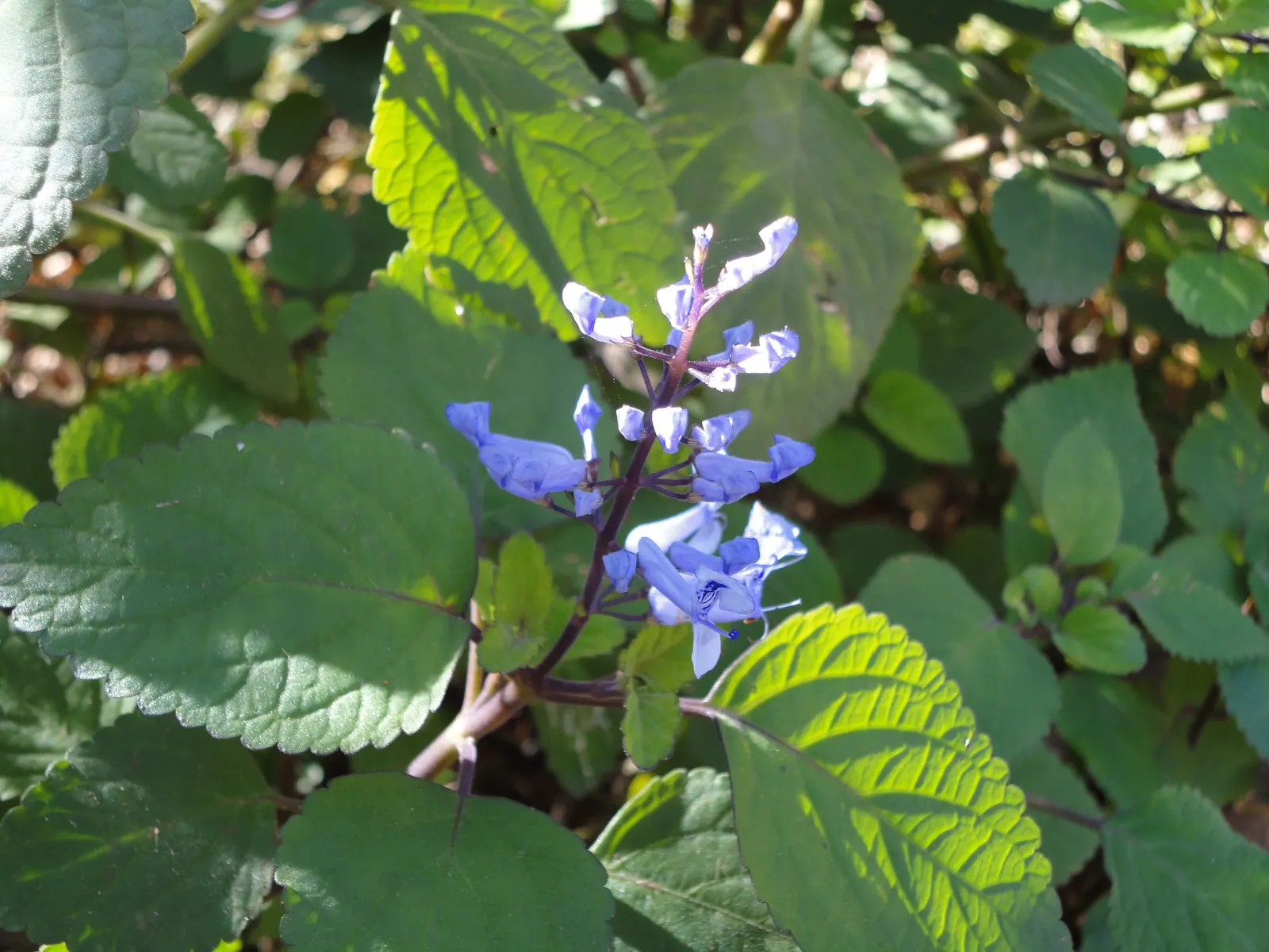 Zulu Spurflower (Plectranthus Zuluensis) — This low-maintenance plant is ideal for underplanting and containers