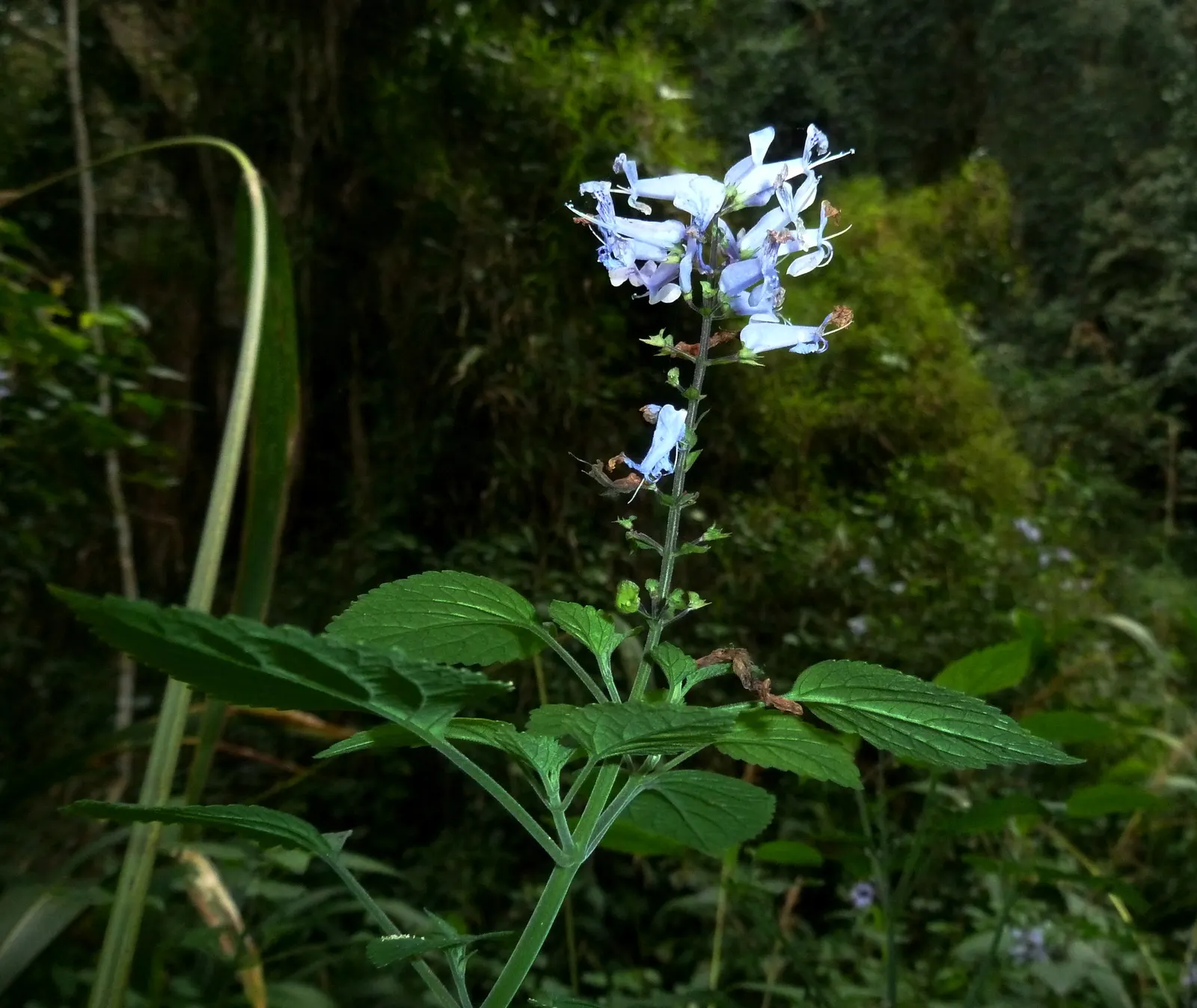 Zulu Spurflower (Plectranthus Zuluensis) — violet-blue flowers appearing in autumn
