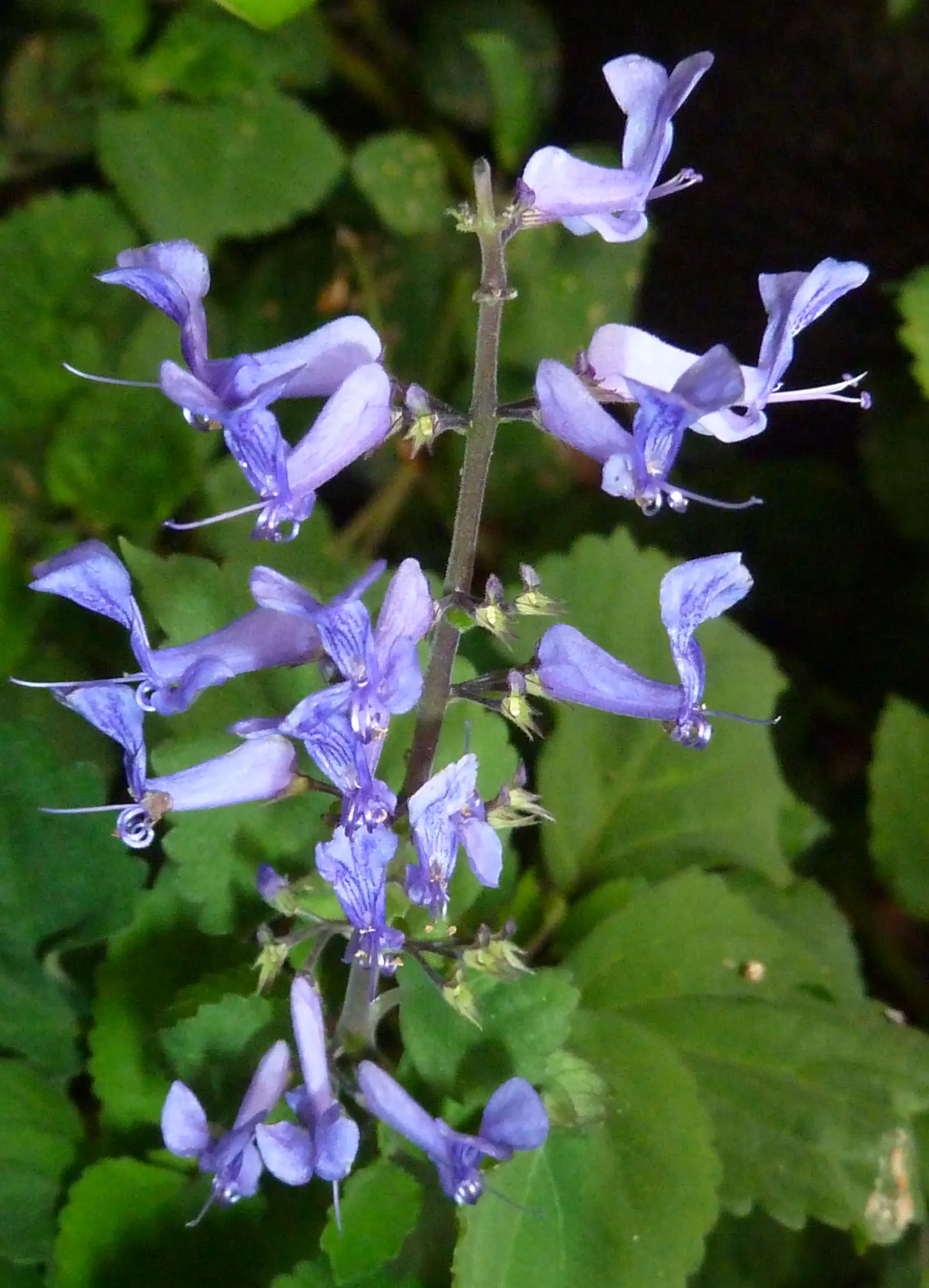 Zulu Spurflower (Plectranthus Zuluensis) — bringing vibrant color to any subtropical garden setting