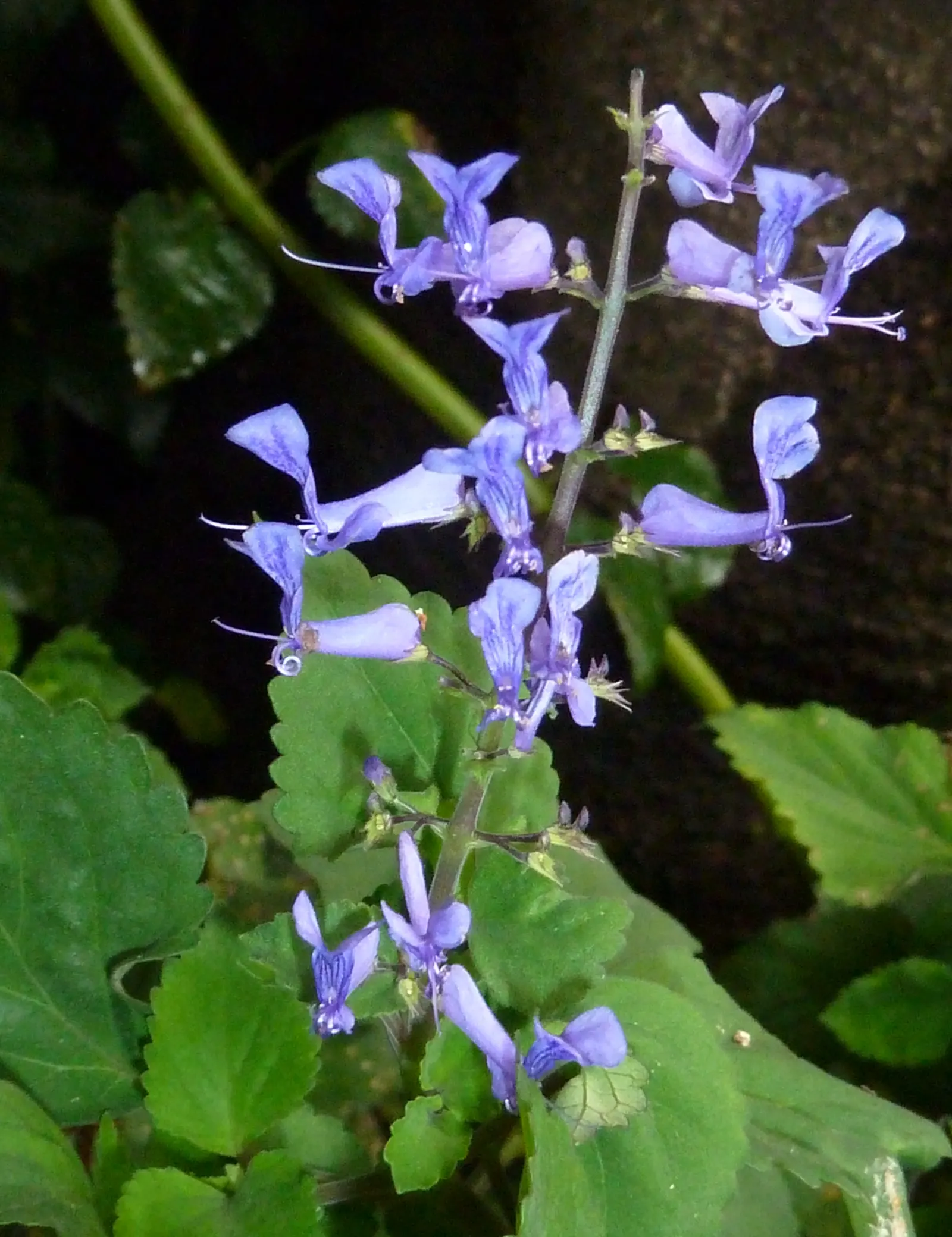 Zulu Spurflower (Plectranthus Zuluensis) — Thriving in USDA zones 9-11, it prefers well-drained soil and part to full shade