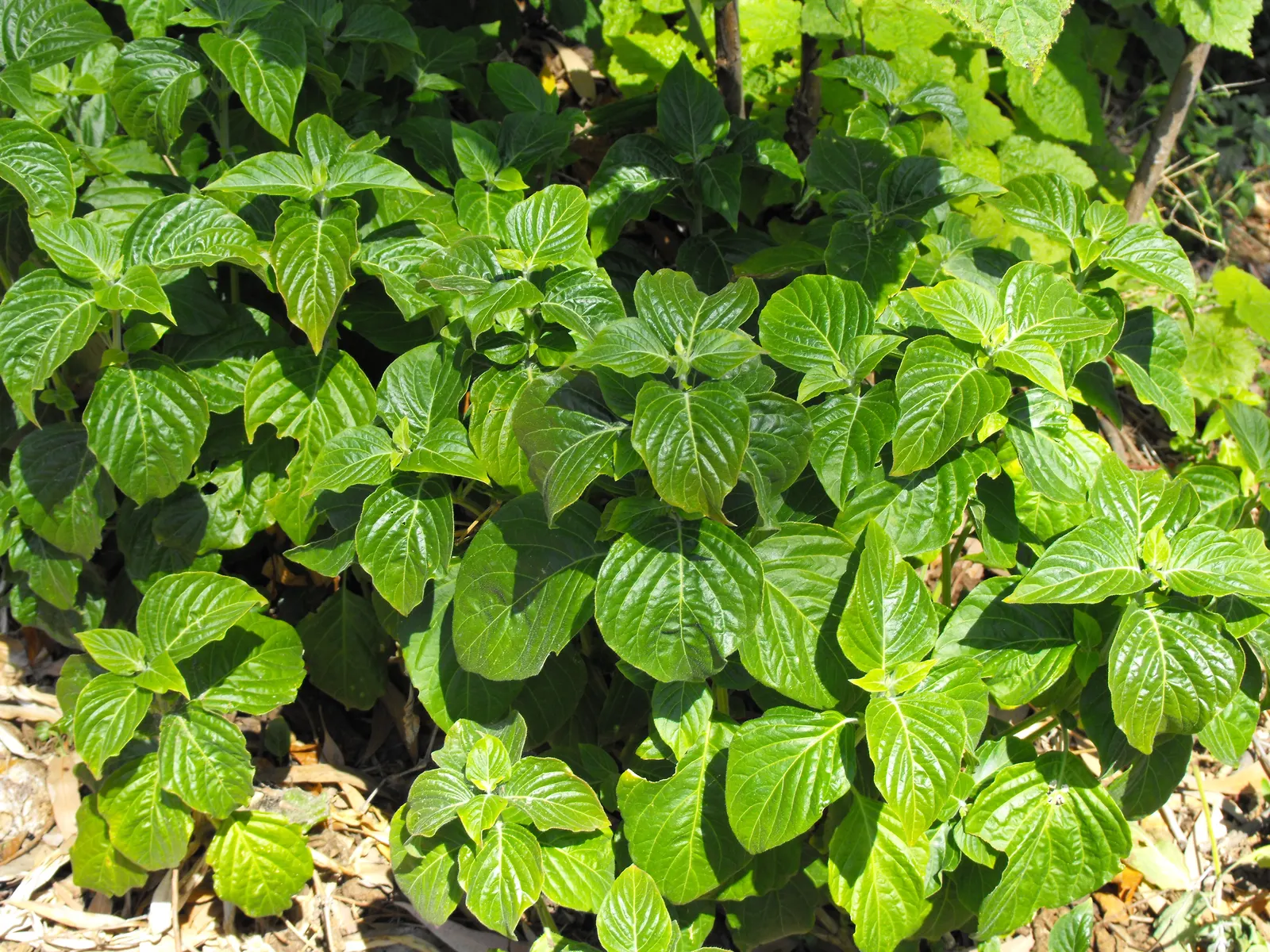 Zulu Spurflower (Plectranthus Zuluensis) — velvety leaves and sprays of tubular