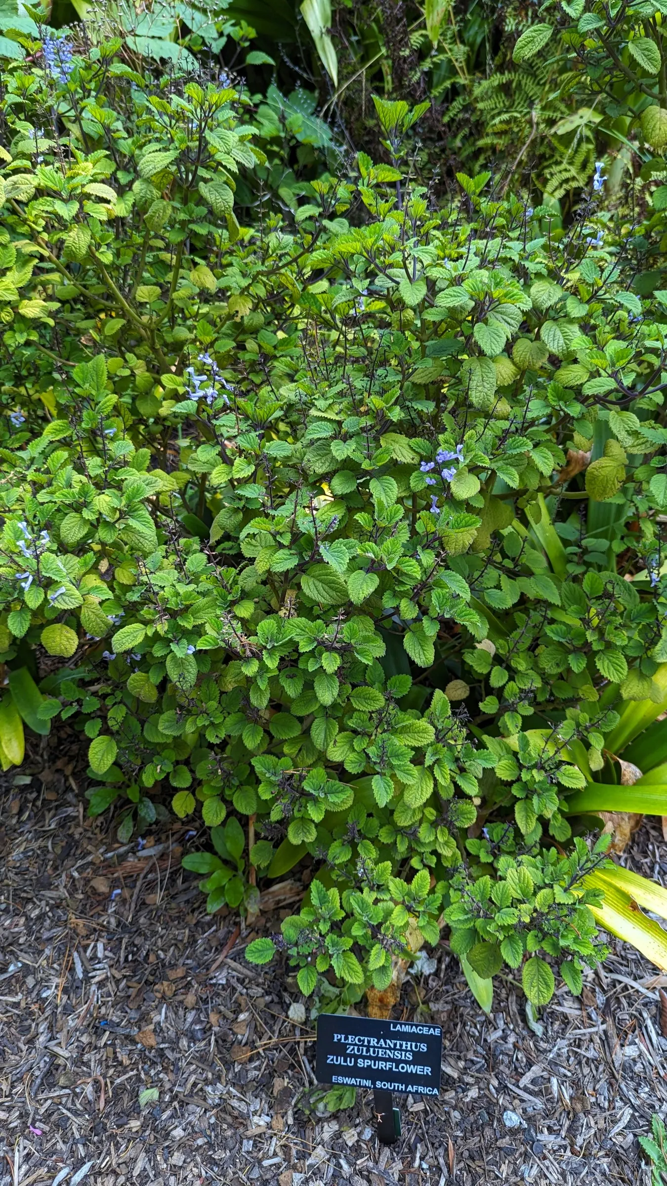 Zulu Spurflower (Plectranthus Zuluensis) — It features sprawling stems that can reach up to 2 feet long