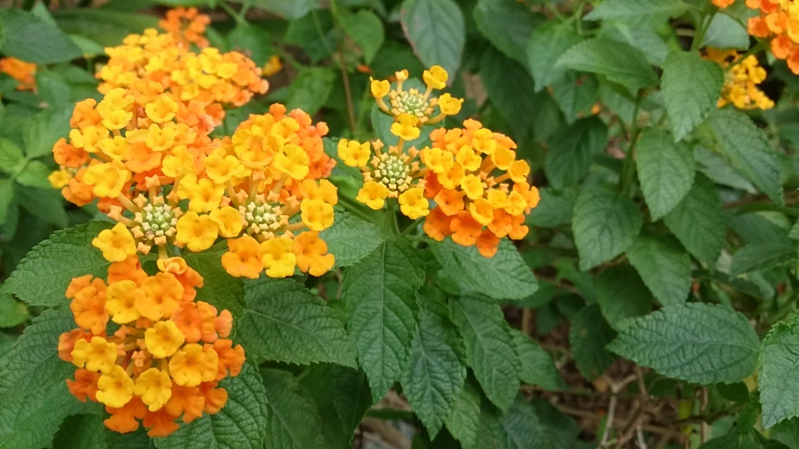 Improved Lantana (Lantana Hybrids) — with a fine texture that adds visual interest.<br><br>A standout feature is undoubtedly the flower clusters