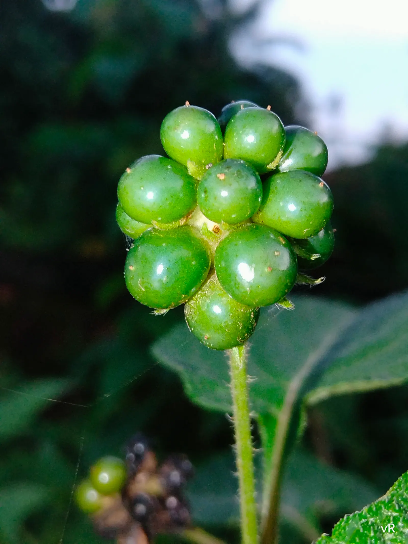 Improved Lantana (Lantana Hybrids) — making them an excellent choice for pollinator gardens