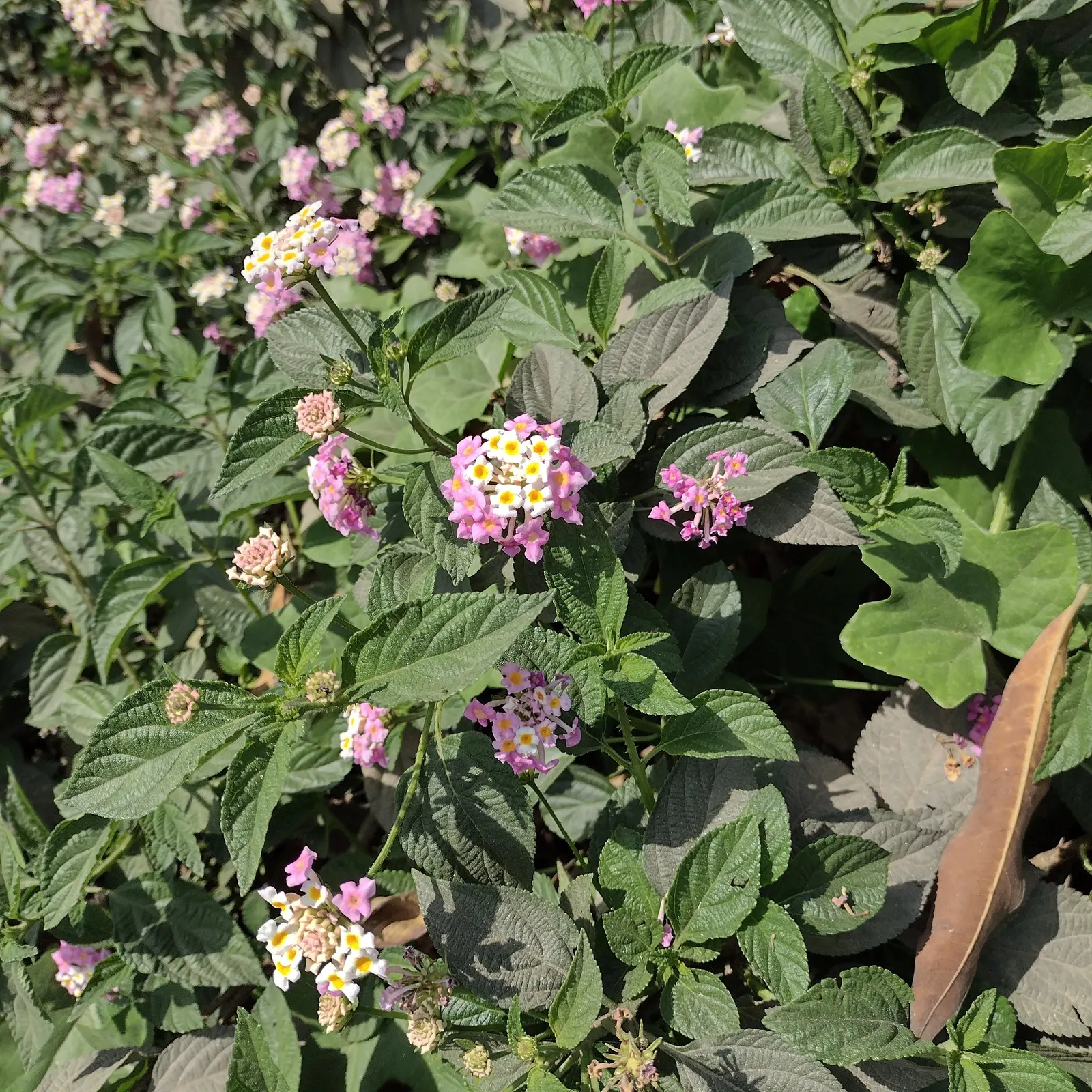 Improved Lantana (Lantana Hybrids) — oval to lance-shaped leaves that can reach approximately 2 to 3 inches in length