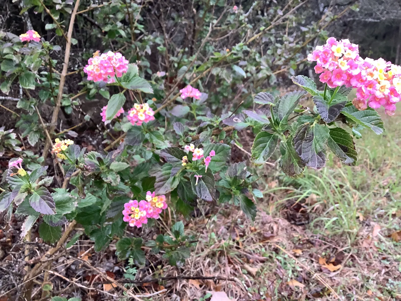 Improved Lantana (Lantana Hybrids) — purple flowers in the garden