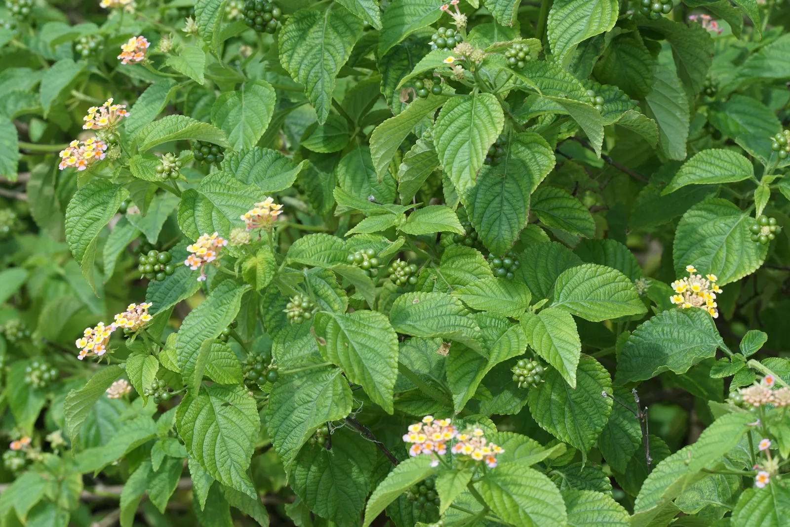 Improved Lantana (Lantana Hybrids) — Improved Lantanas are adaptable to a range of bed sizes and containers