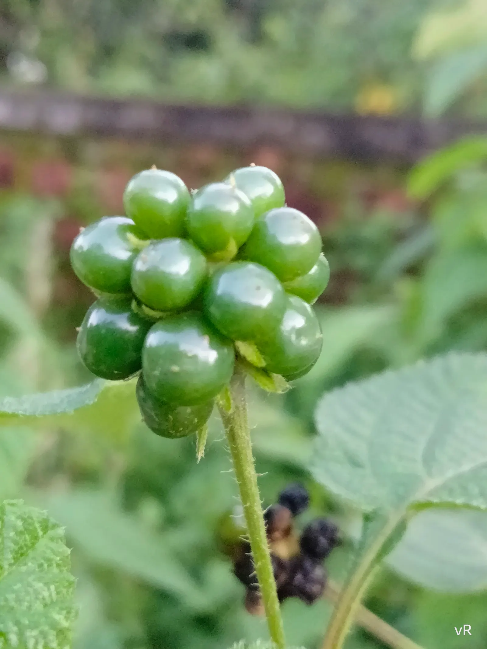 Improved Lantana (Lantana Hybrids) — providing excellent ground cover.<br><br>The foliage of Improved Lantana is noteworthy for its deep green