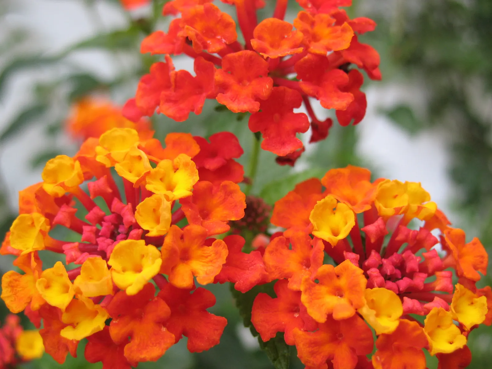 Improved Lantana (Lantana Hybrids) — making them versatile for design purposes