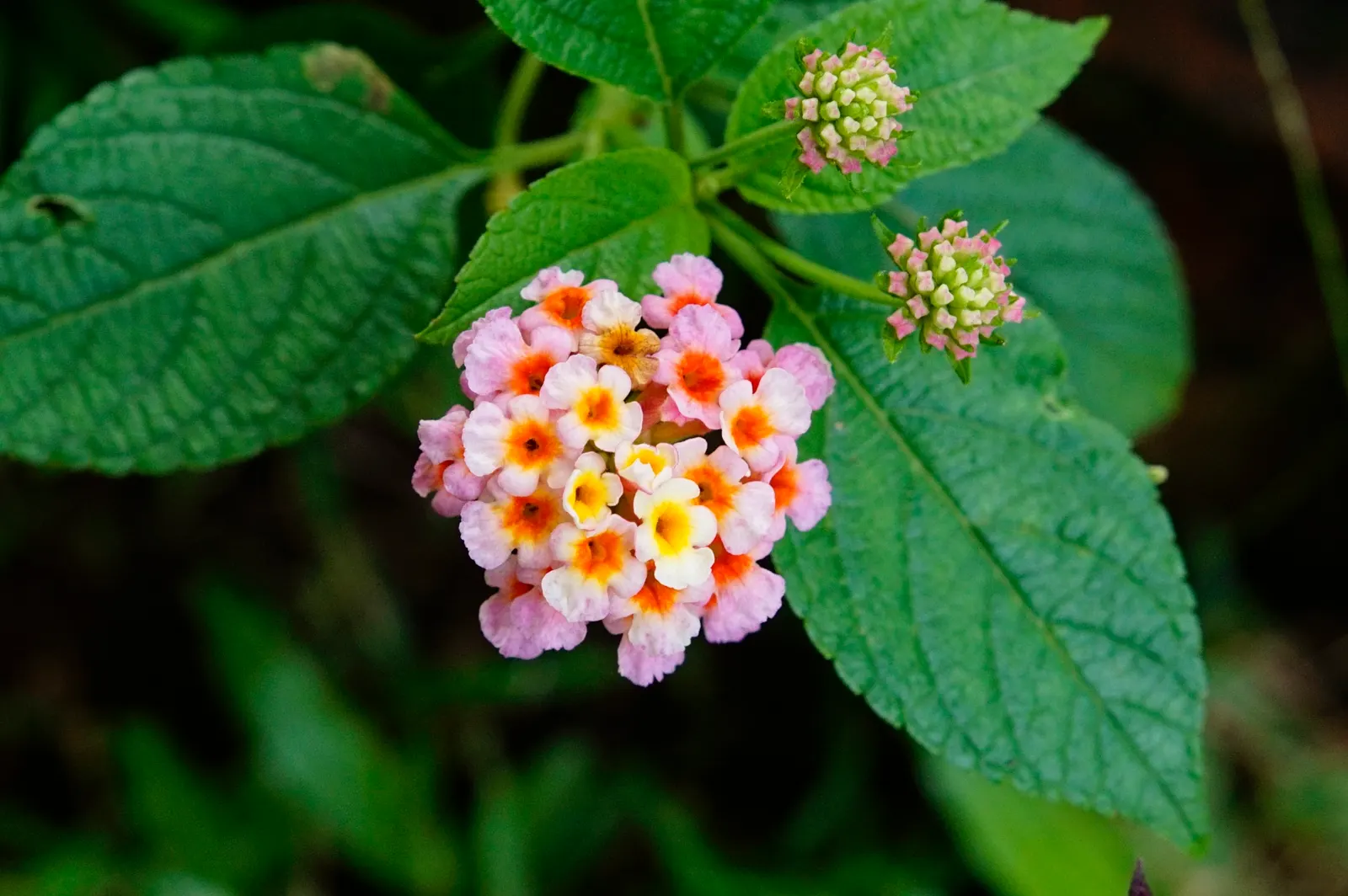 Improved Lantana (Lantana Hybrids) — and their flowers attract butterflies and hummingbirds