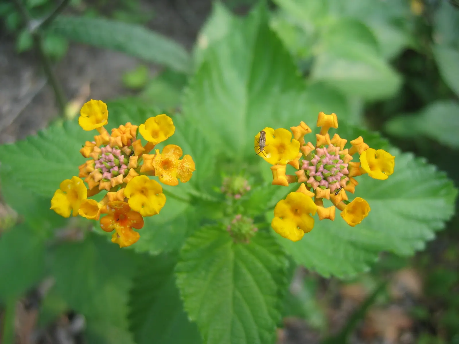 Improved Lantana (Lantana Hybrids) — It's important for the client to note that while Lantana hybrids are low maintenance