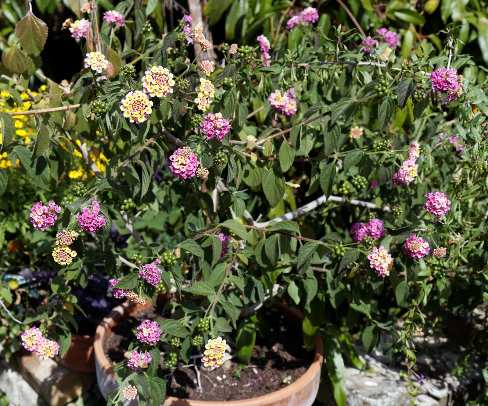 Improved Lantana (Lantana Hybrids) — extending from late spring until the first frost.<br><br>In USDA zones 7 through 11