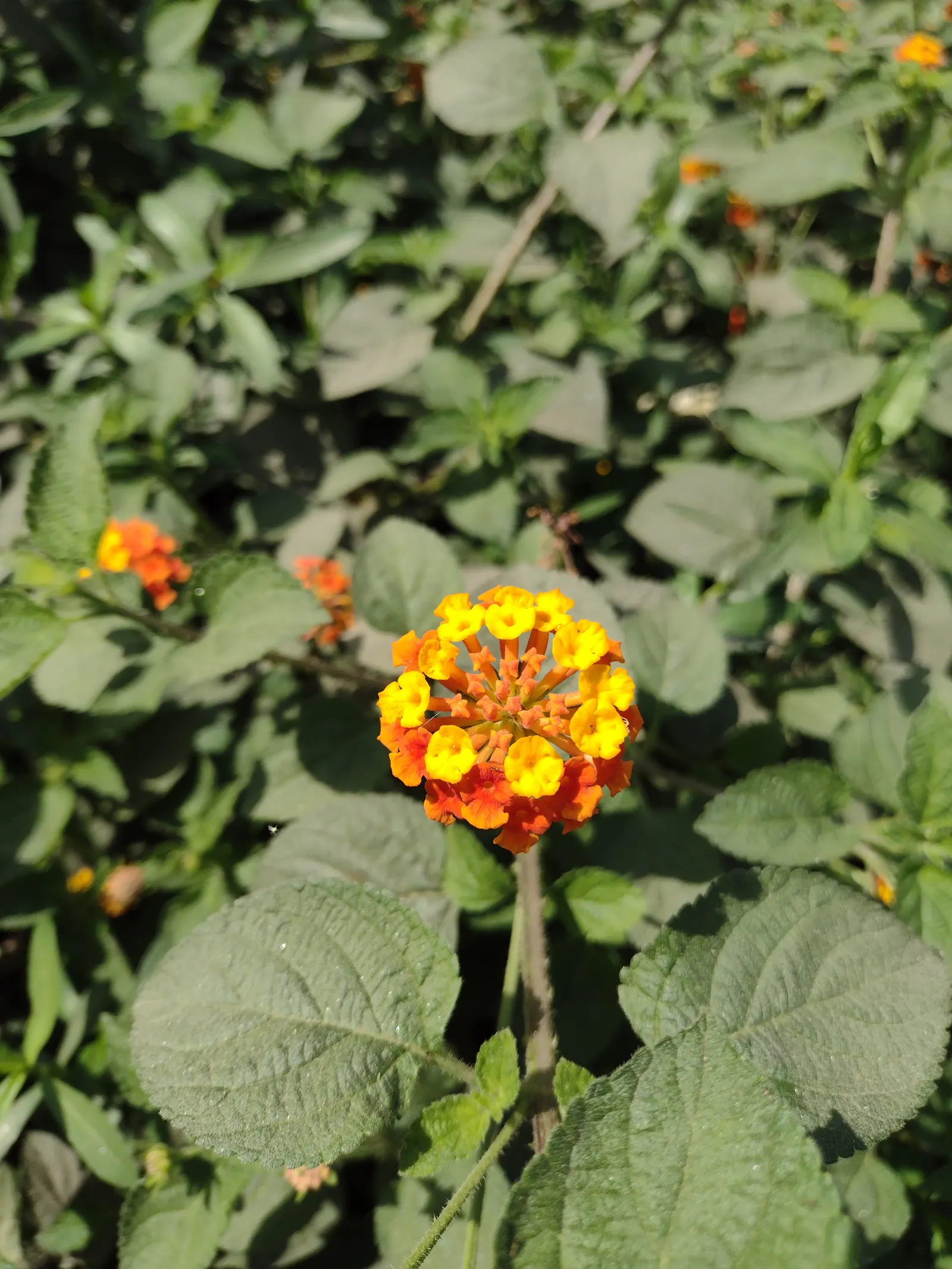 Improved Lantana (Lantana Hybrids) — Each umbel can span up to 2 inches across and will attract pollinators such as butterflies and hummingbirds
