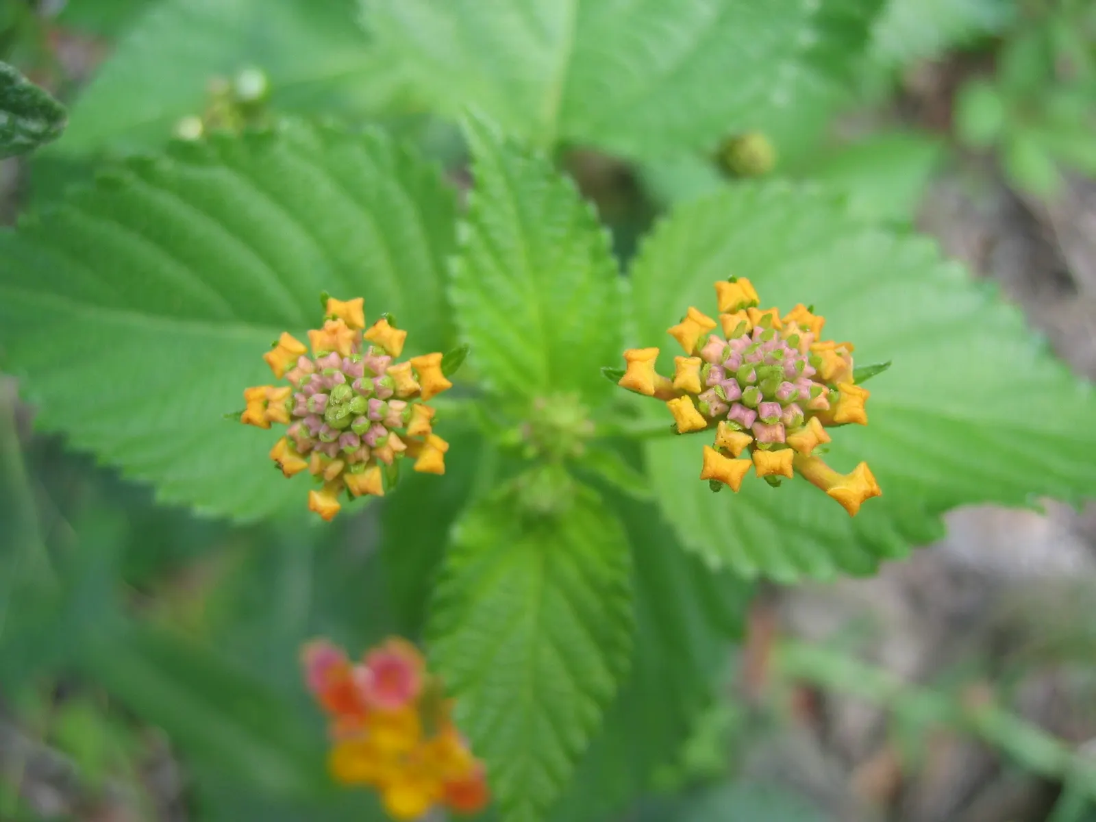 Improved Lantana (Lantana Hybrids) — They exhibit clusters of small, tubular flowers in hues of yellow, pink, red, and orange