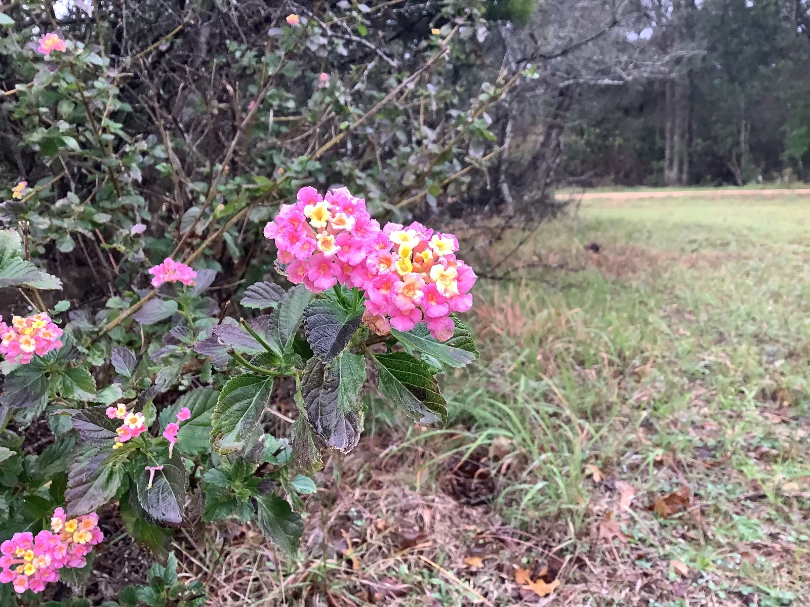 Improved Lantana (Lantana Hybrids) — they may be treated as annuals or overwintered indoors