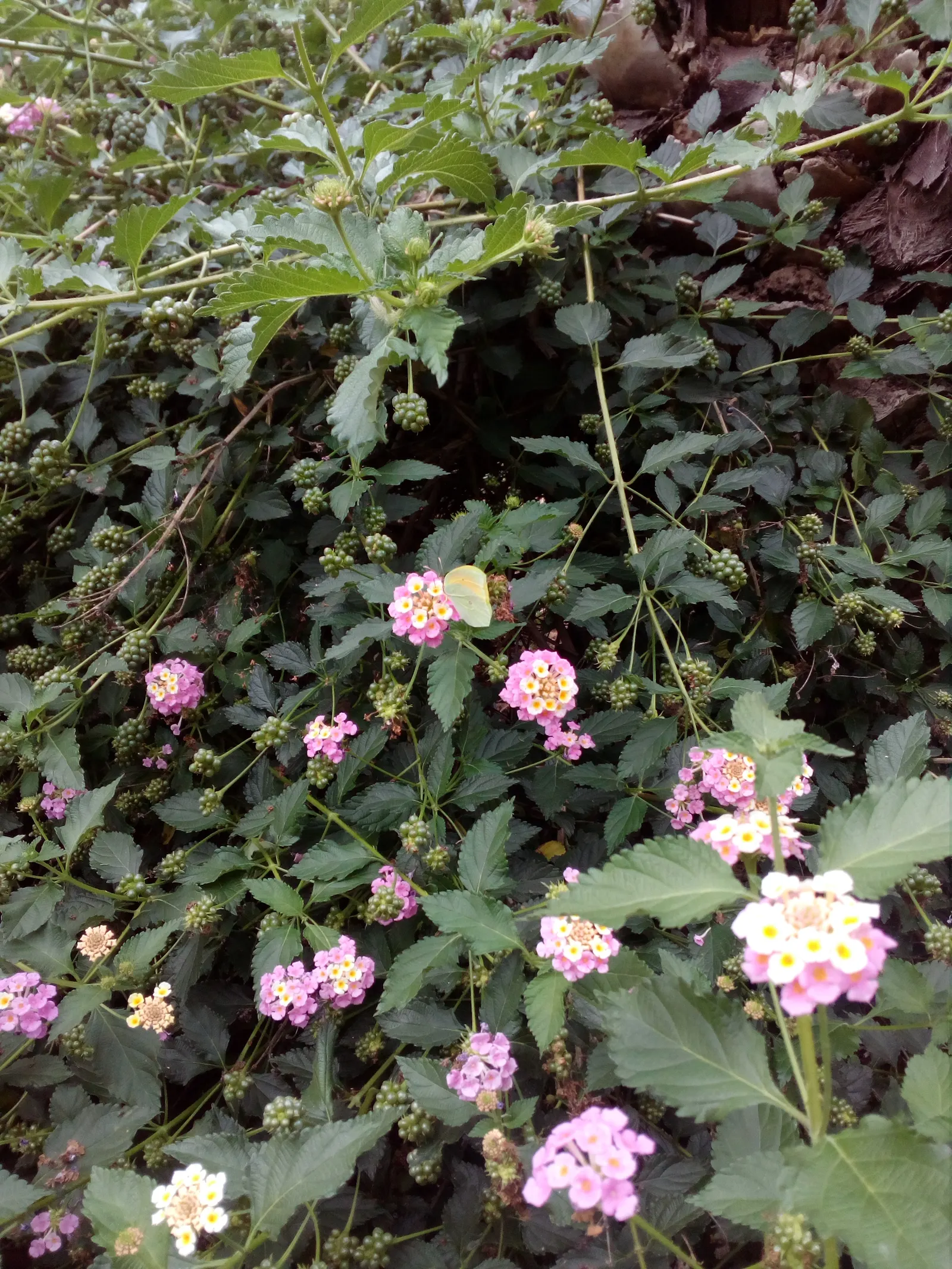 Improved Lantana (Lantana Hybrids) — These leaves are often rough to the touch
