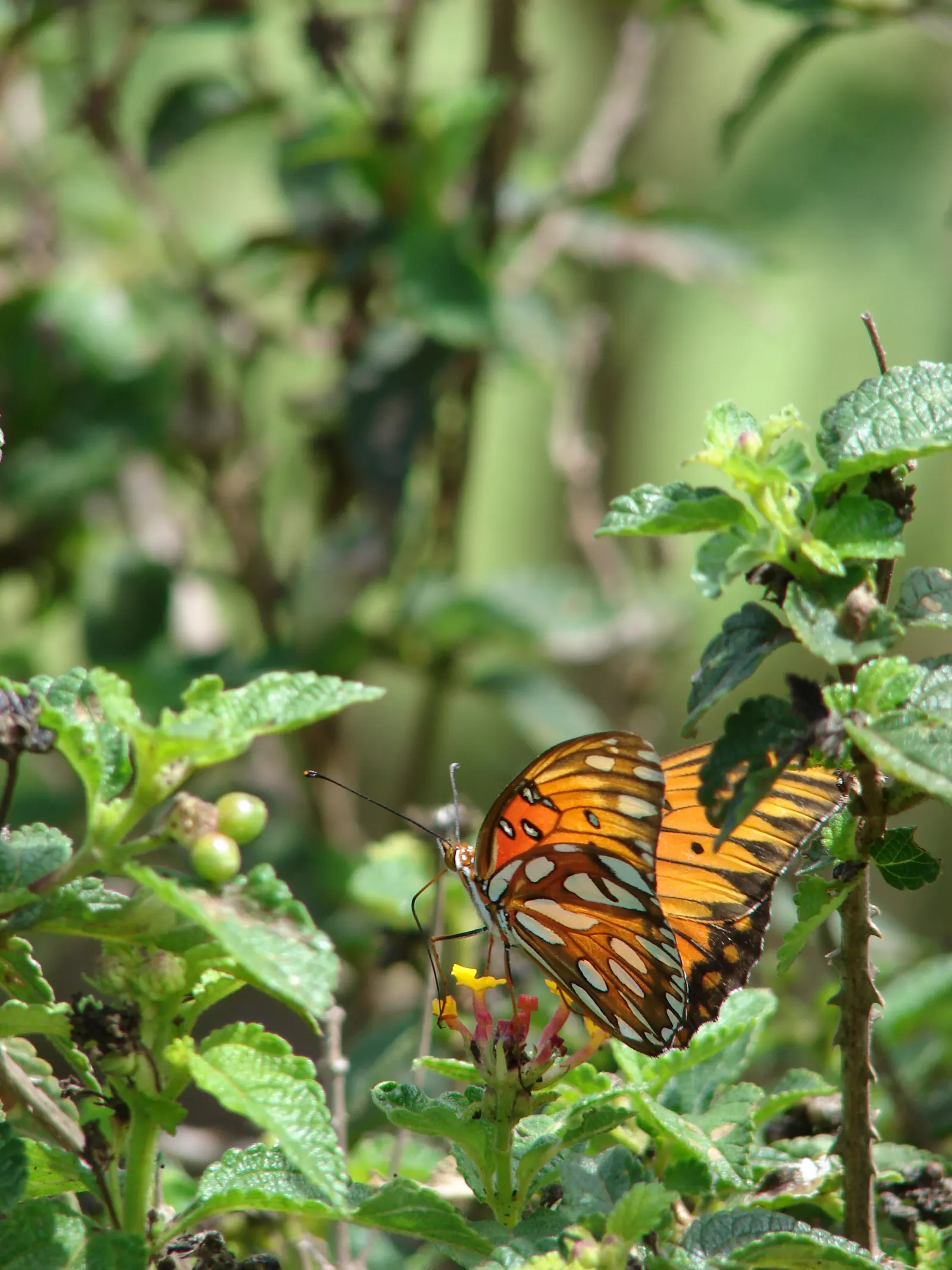 Improved Lantana (Lantana Hybrids) — requiring at least 6 hours of direct sunlight for optimal blooming