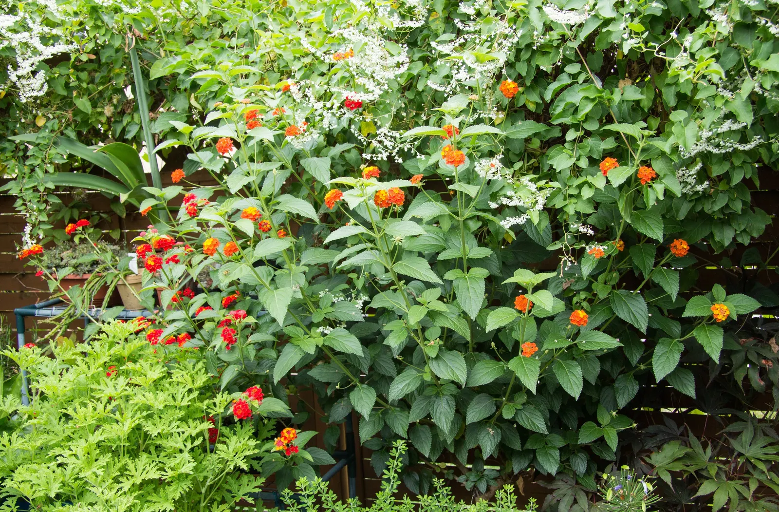 Improved Lantana (Lantana Hybrids) — They are adaptable to various soil types, but well-draining soil is essential to prevent root rot