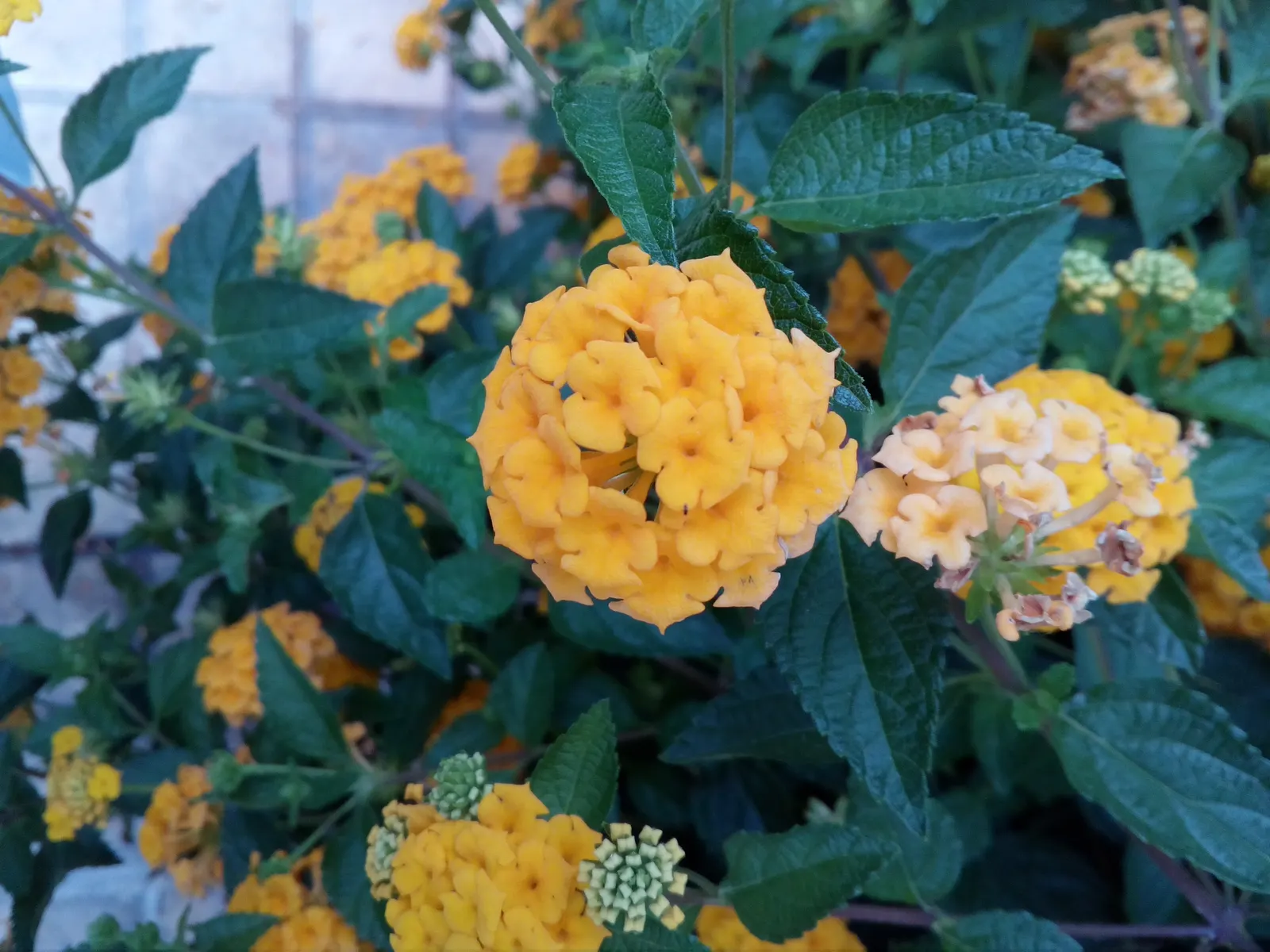 Improved Lantana (Lantana Hybrids) — enhancing the biodiversity of the garden.<br><br>Improved Lantanas are drought tolerant once established