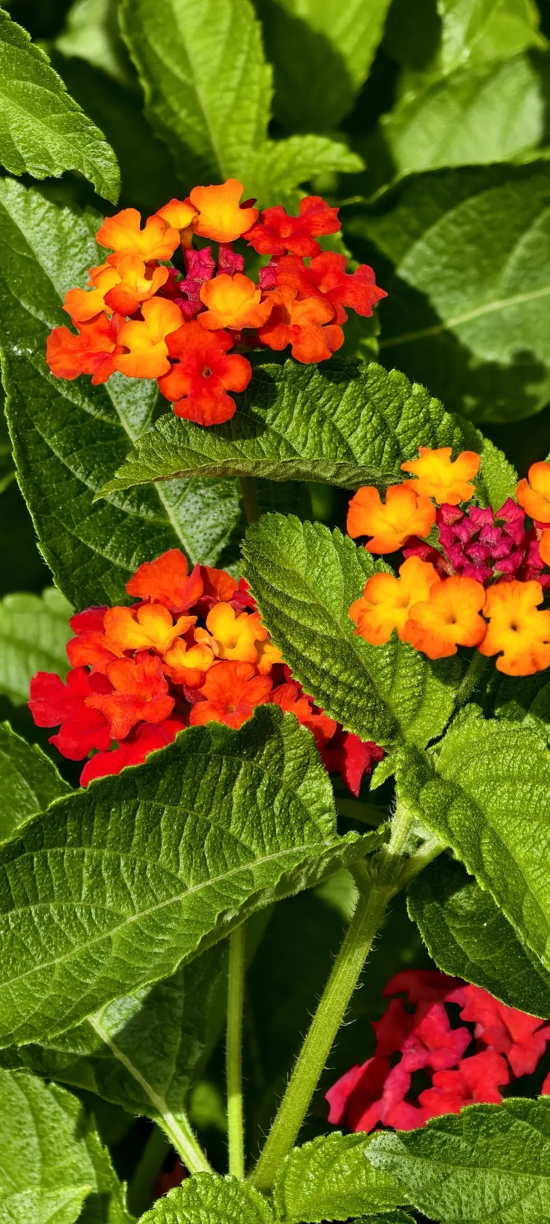 Improved Lantana (Lantana Hybrids) — Regular deadheading can promote continuous blooming throughout the growing season