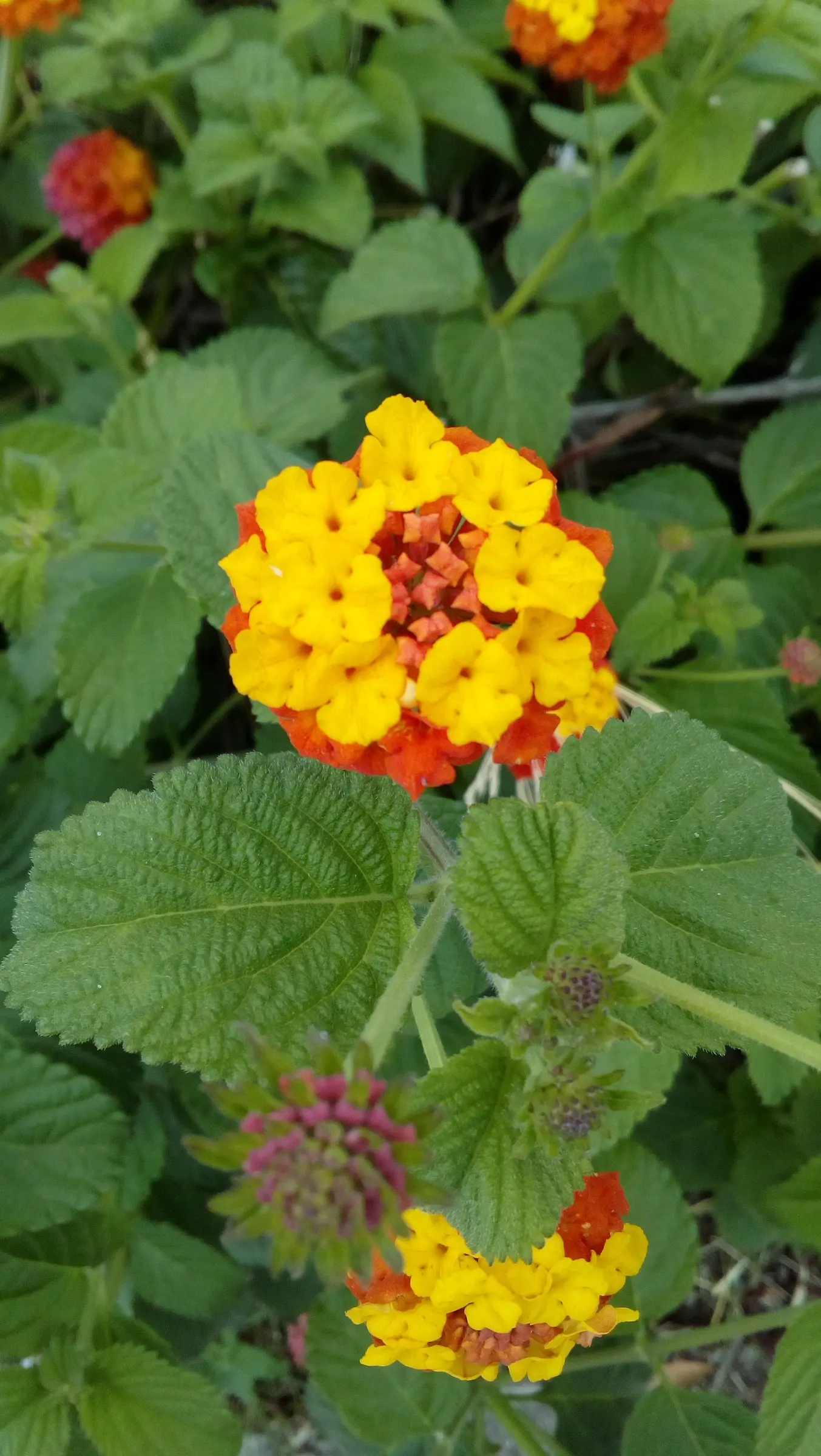 Improved Lantana (Lantana Hybrids) — ideal for adding a splash of color to any landscape